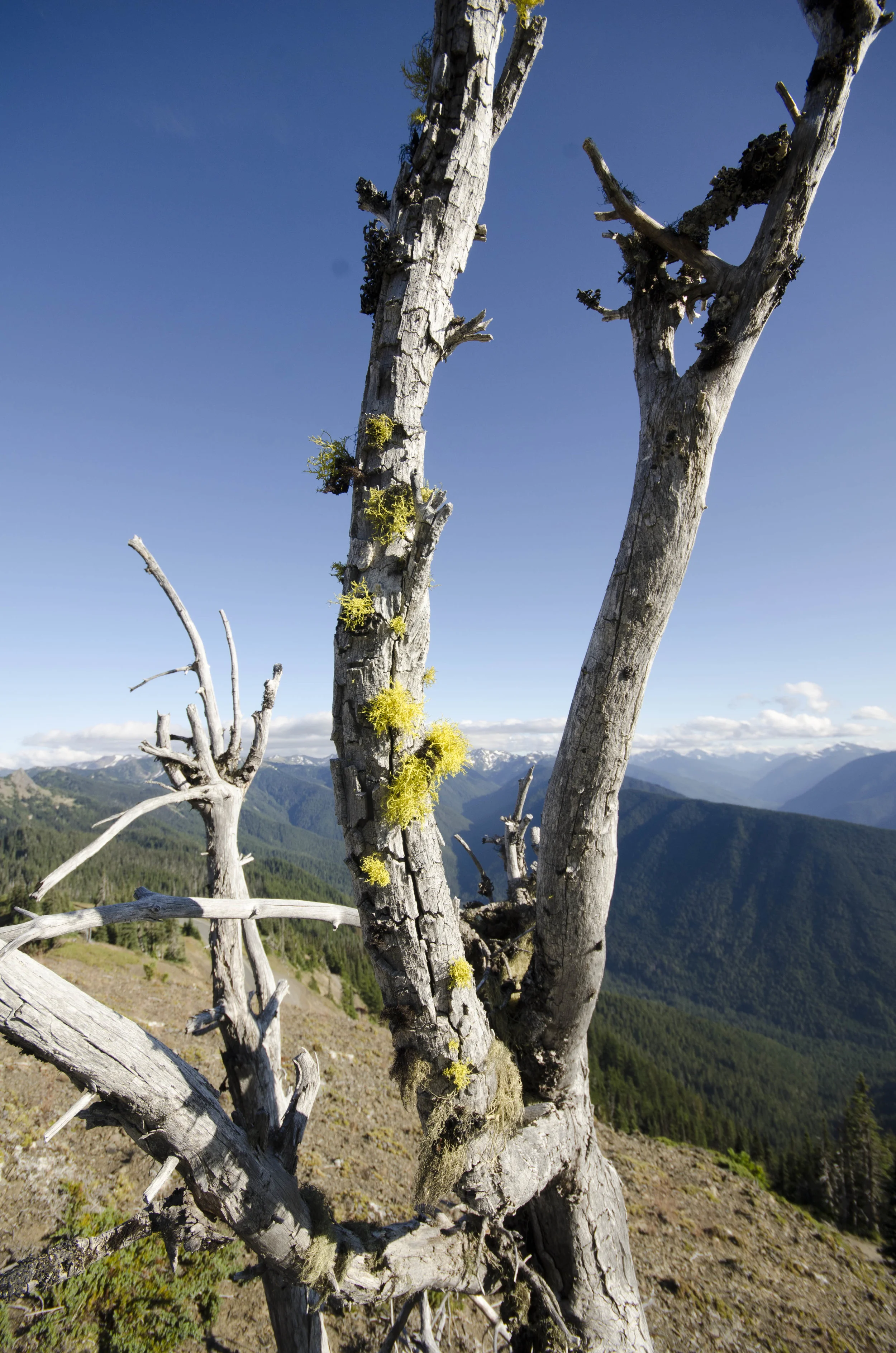 Day 36: Branching out