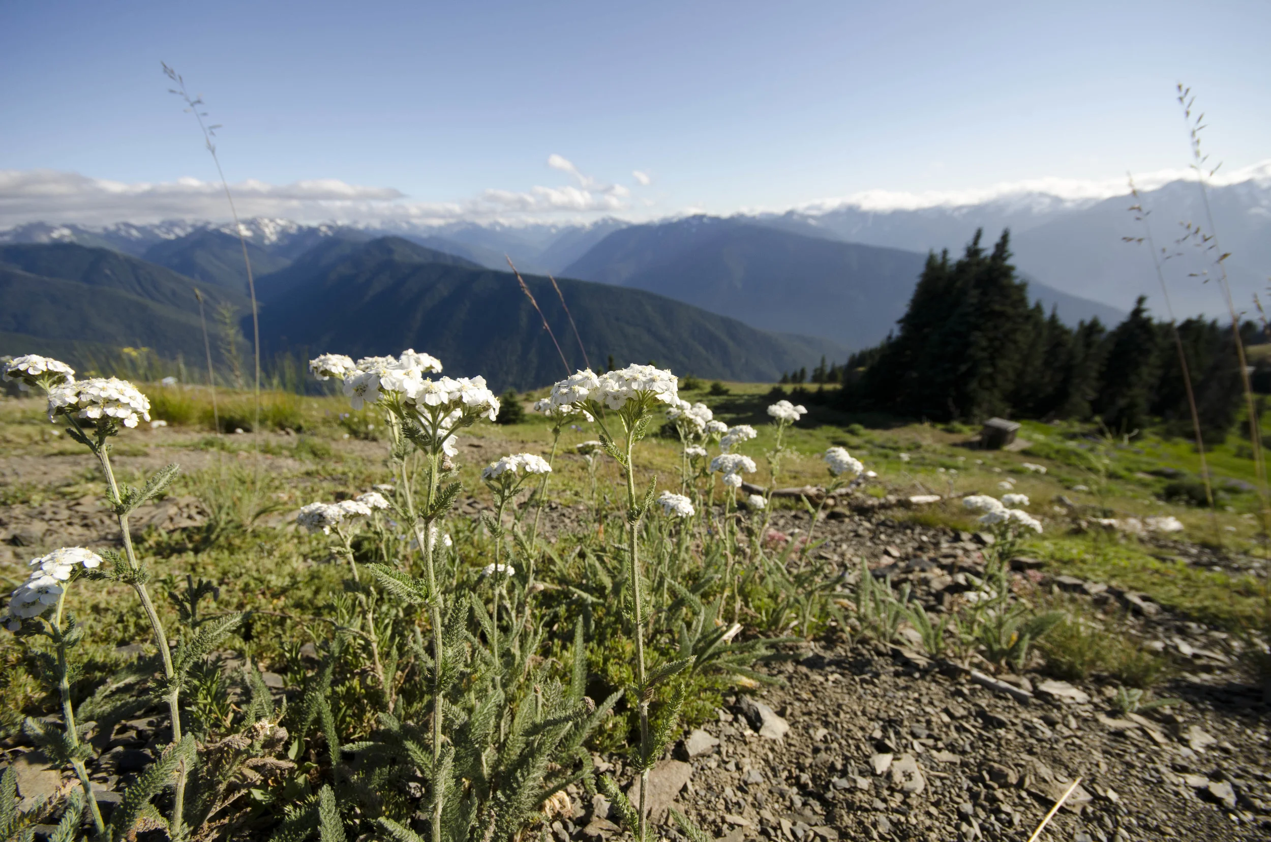 Day 36: Branching out