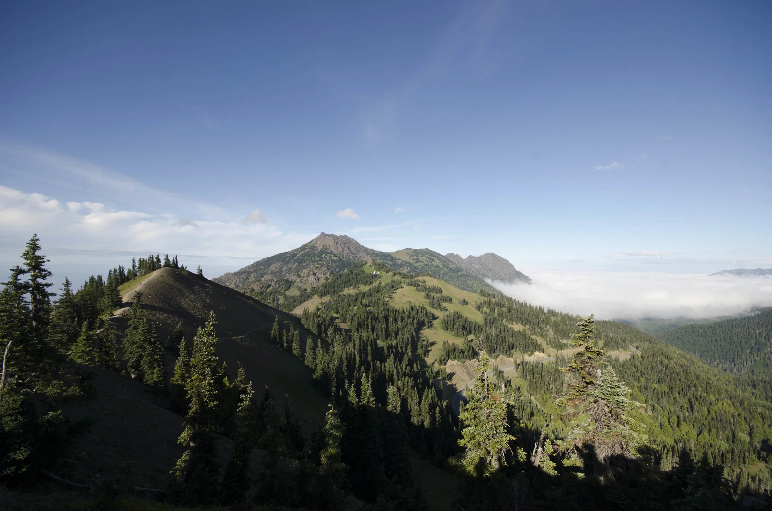 Day 36: Branching out