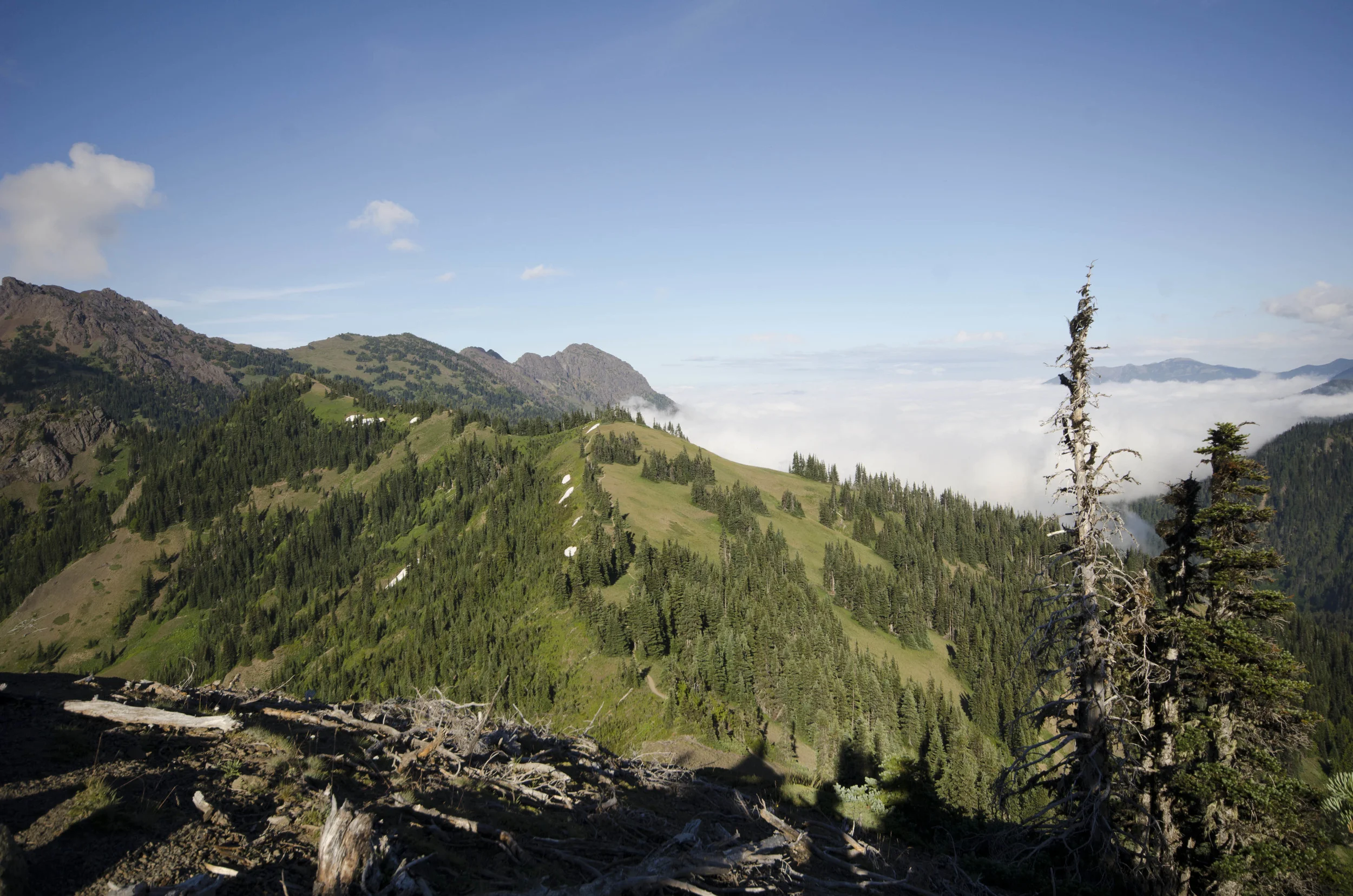 Day 36: Branching out