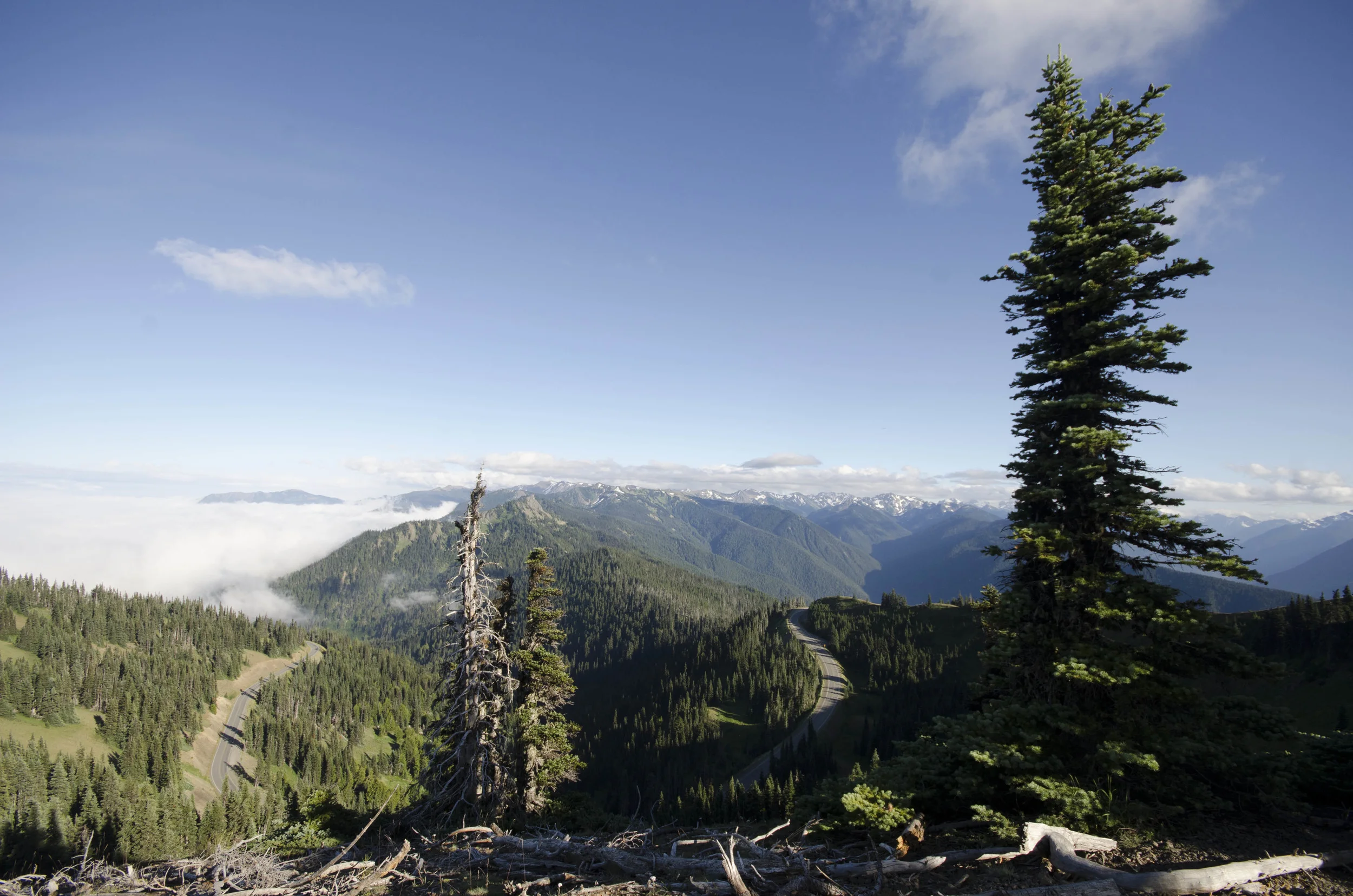 Day 36: Branching out