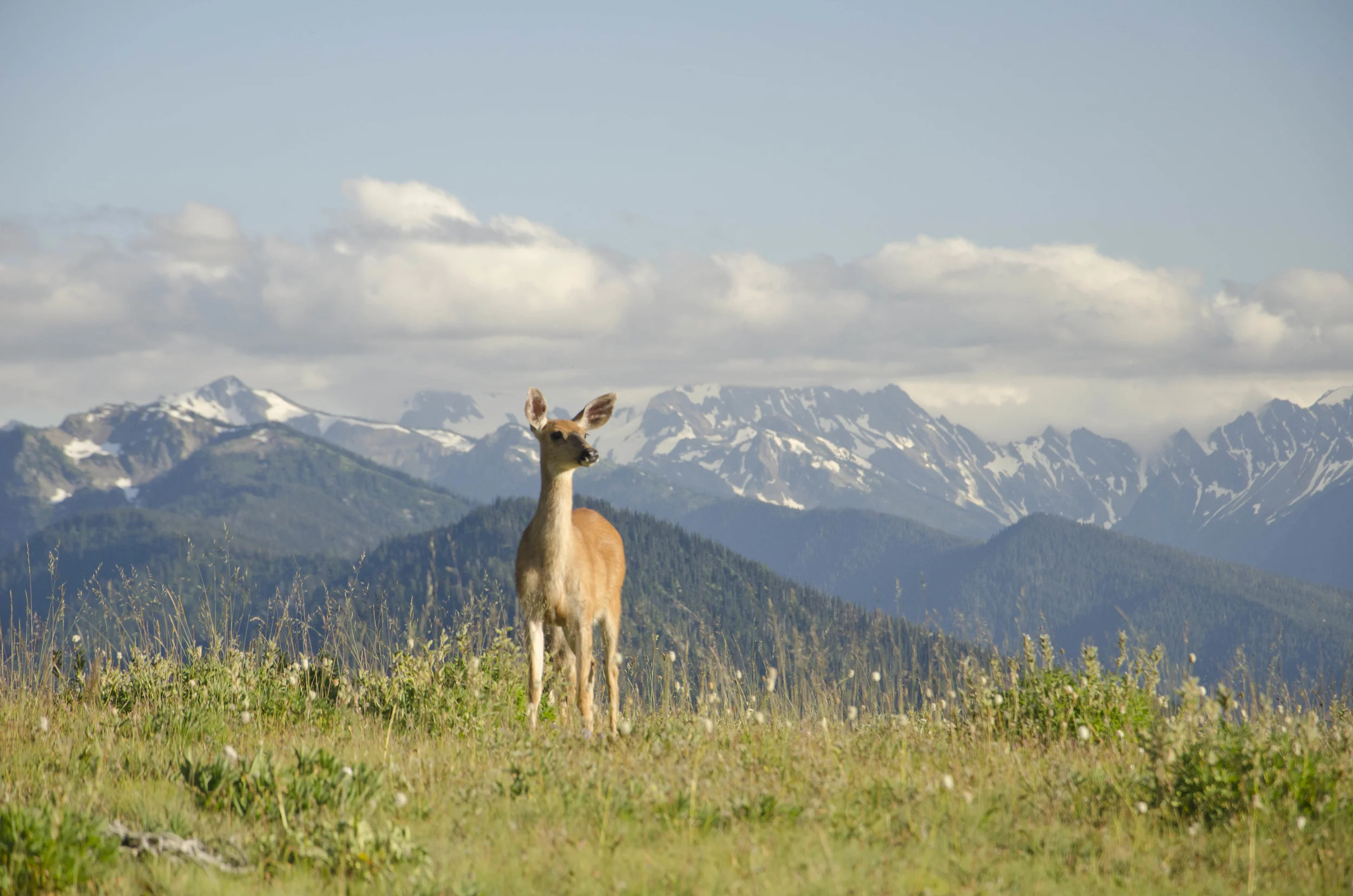 Day 36: Branching out