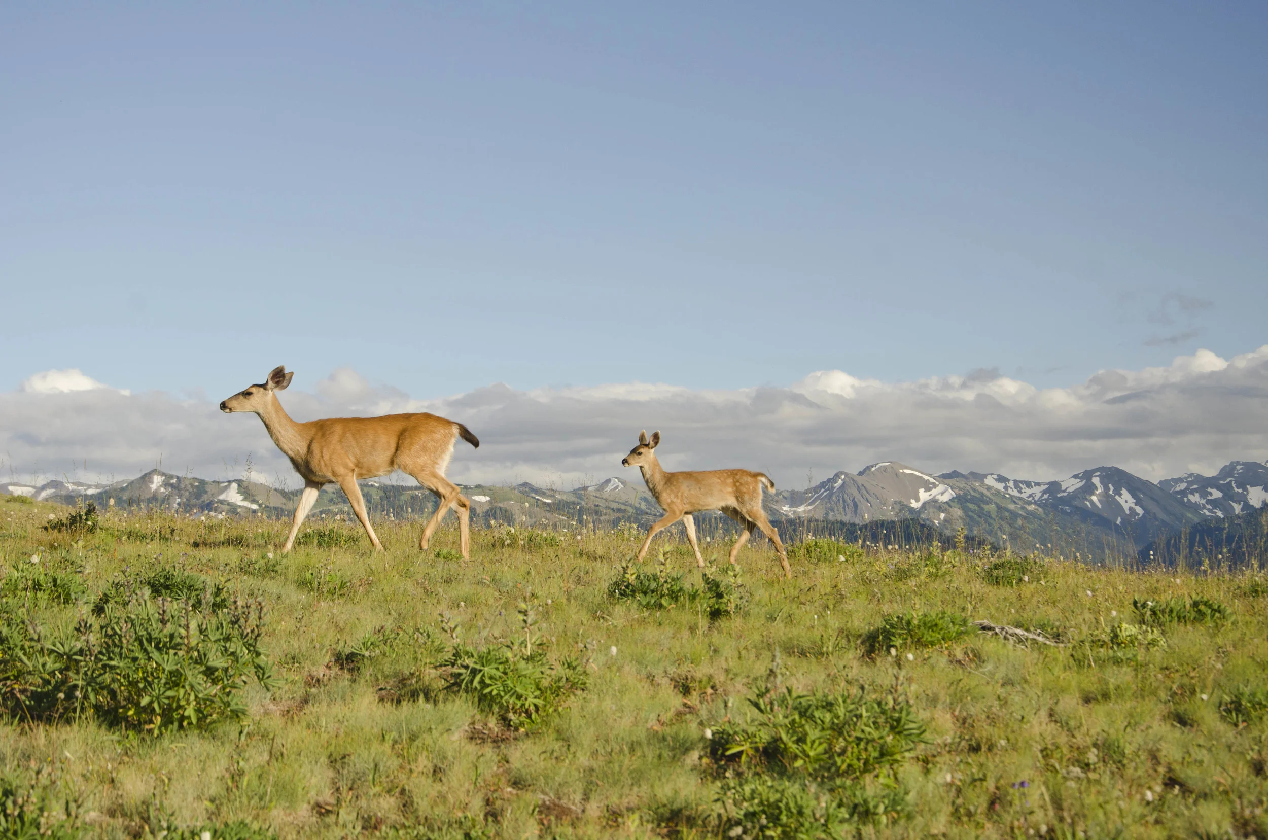 Day 36: Branching out