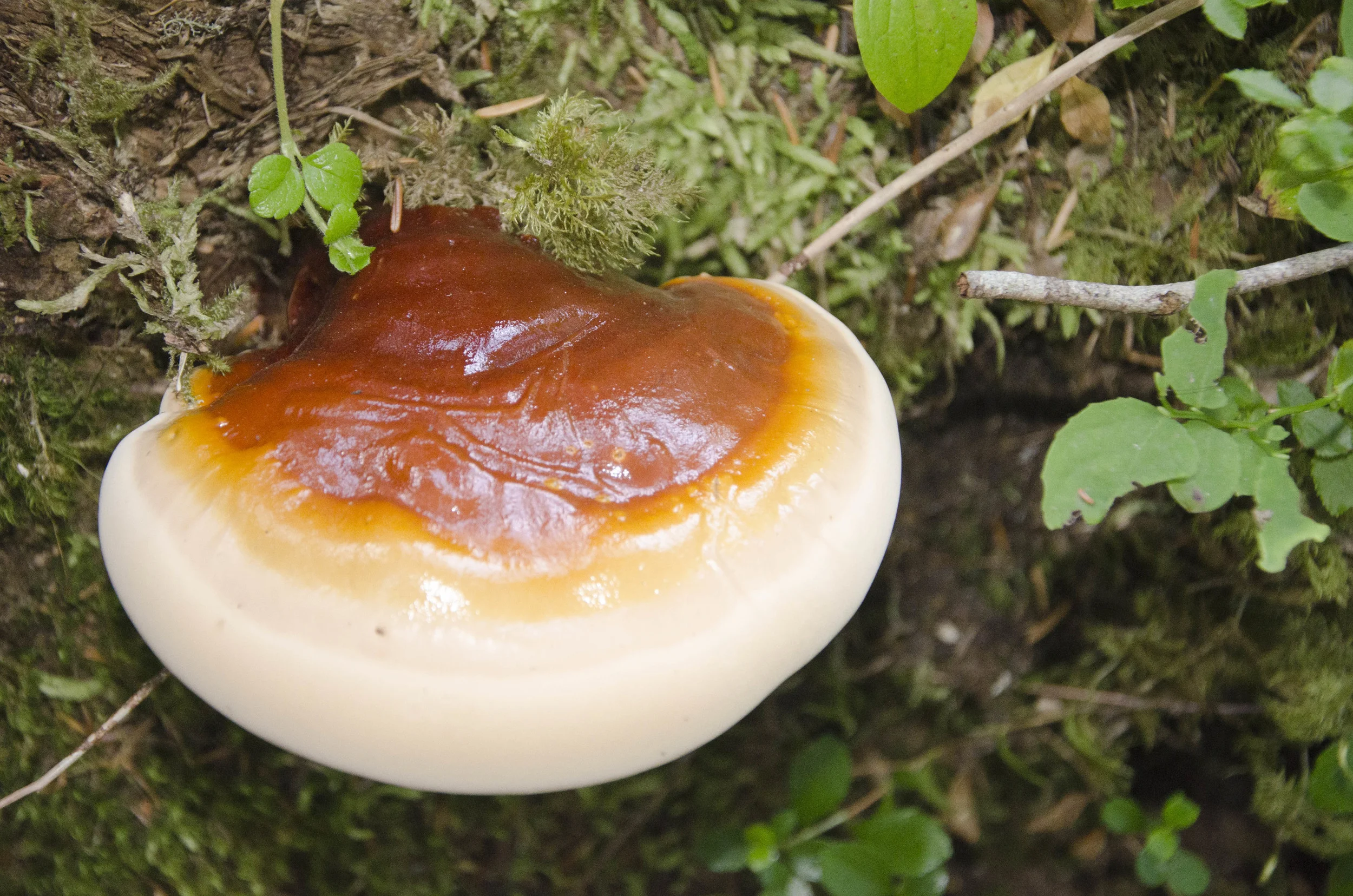 Day 35: 125 miles, 2 ferries, a serious case of deja vu and a magical forest