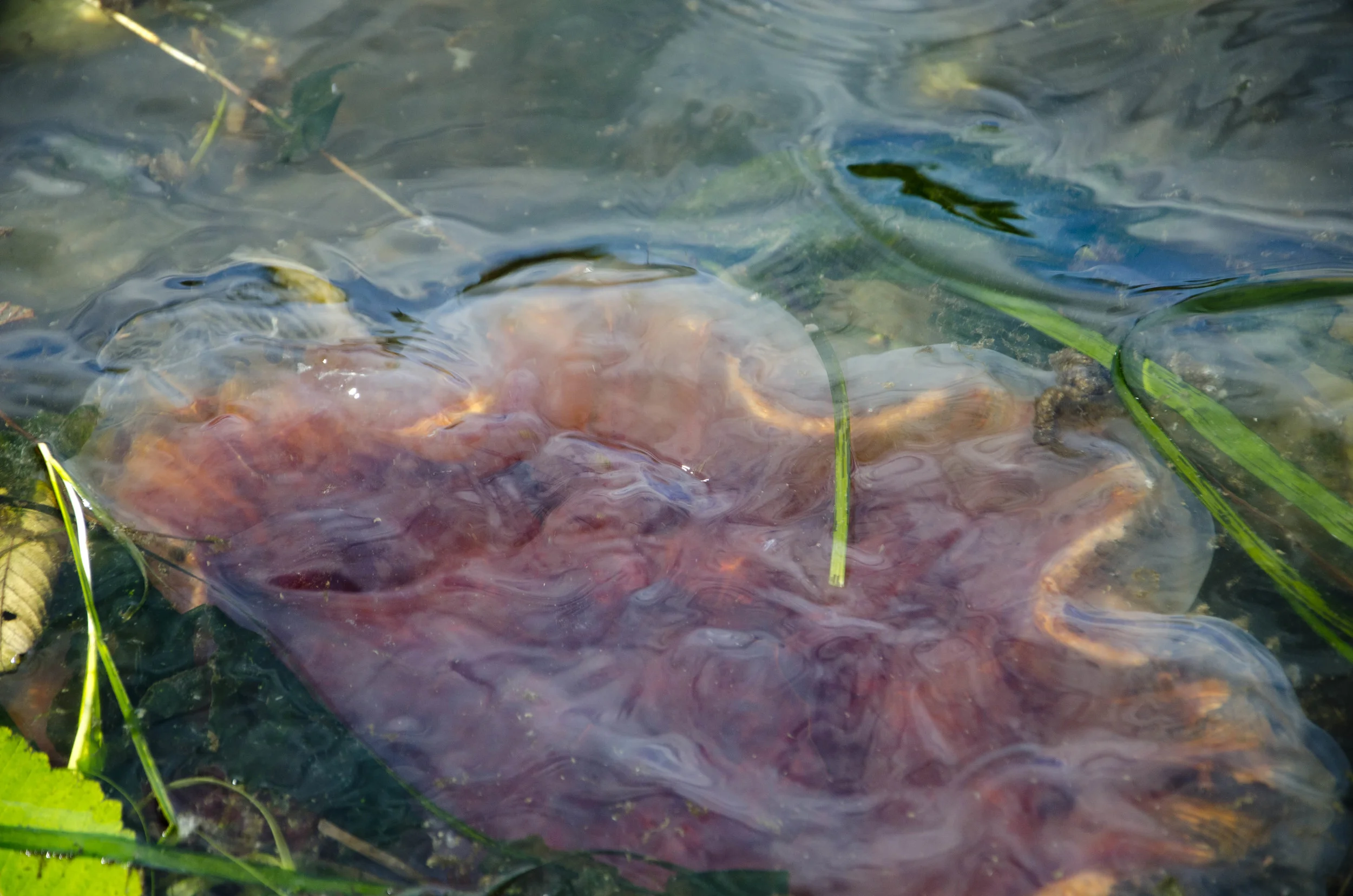 Day 35: 125 miles, 2 ferries, a serious case of deja vu and a magical forest