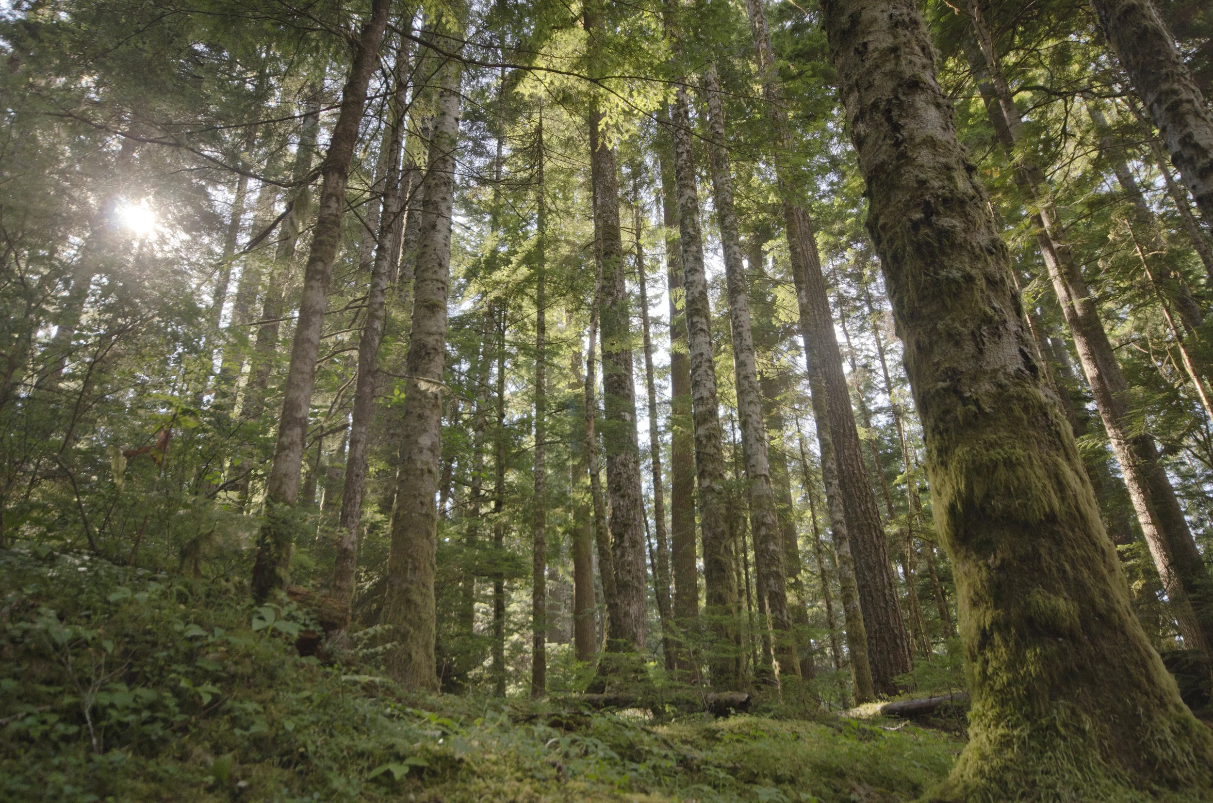 Day 35: 125 miles, 2 ferries, a serious case of deja vu and a magical forest