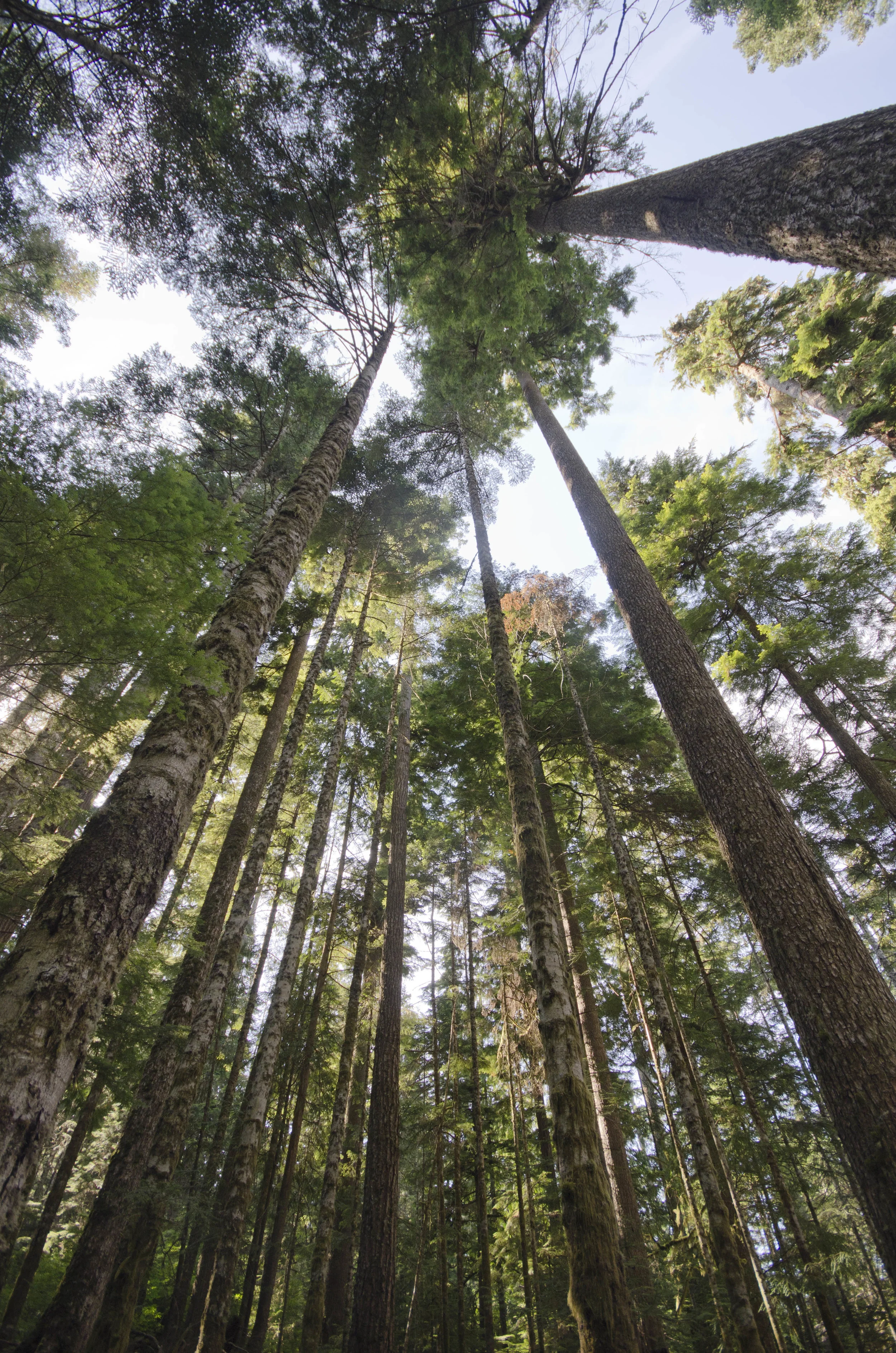 Day 35: 125 miles, 2 ferries, a serious case of deja vu and a magical forest