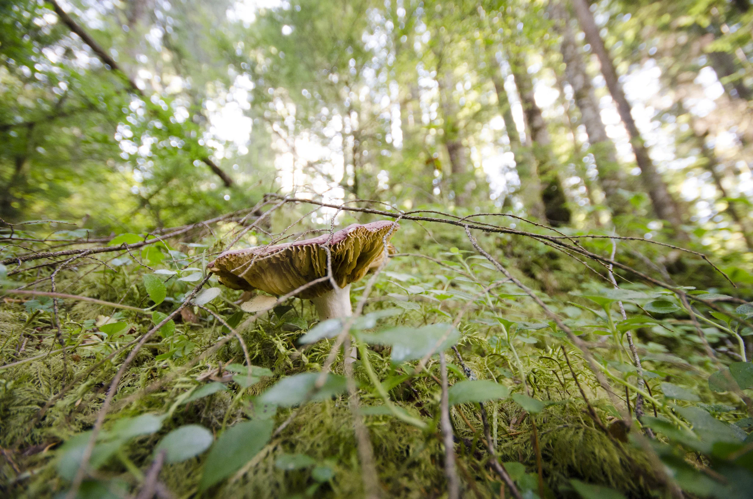 Day 35: 125 miles, 2 ferries, a serious case of deja vu and a magical forest