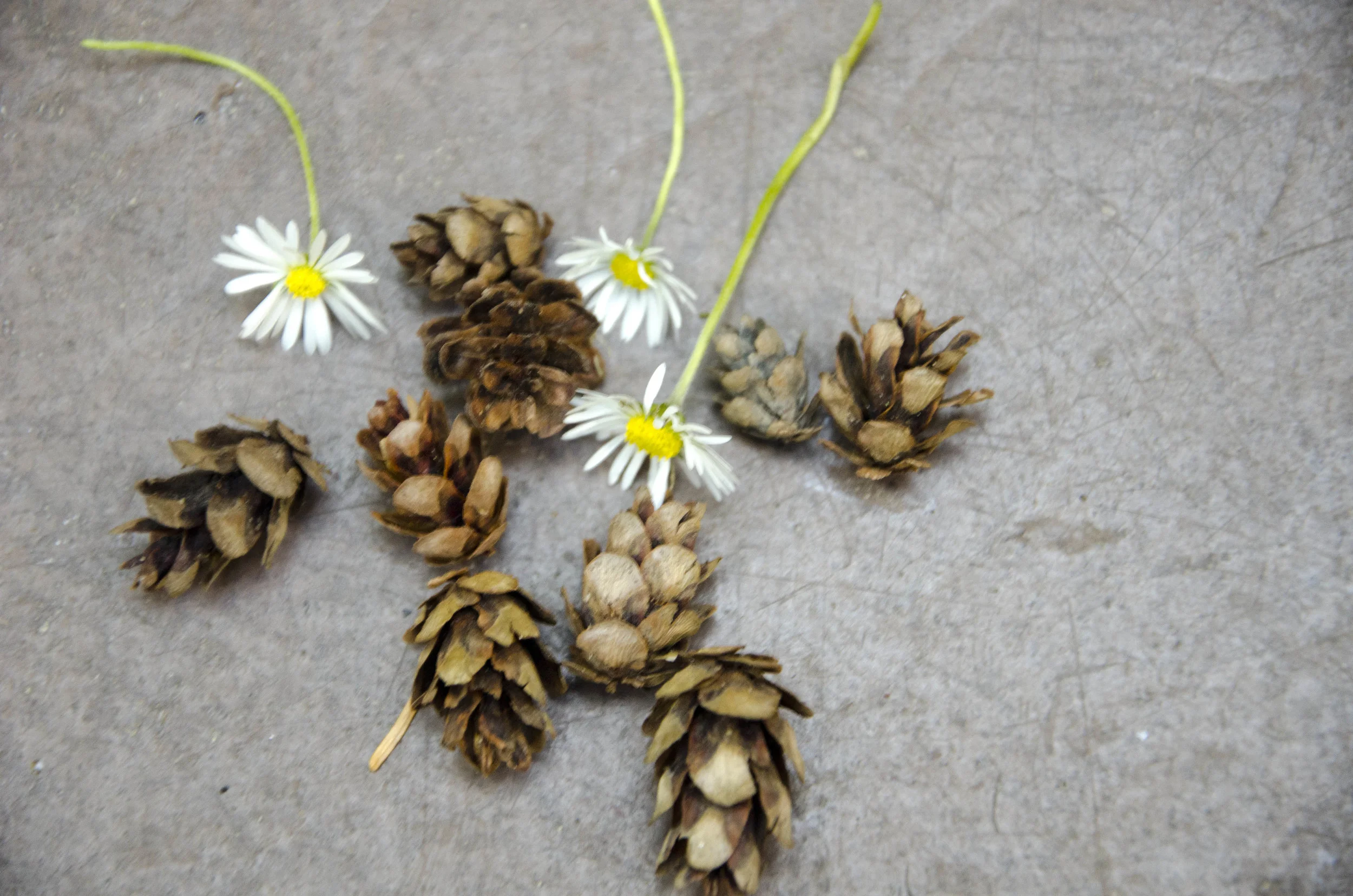 Day 35: 125 miles, 2 ferries, a serious case of deja vu and a magical forest