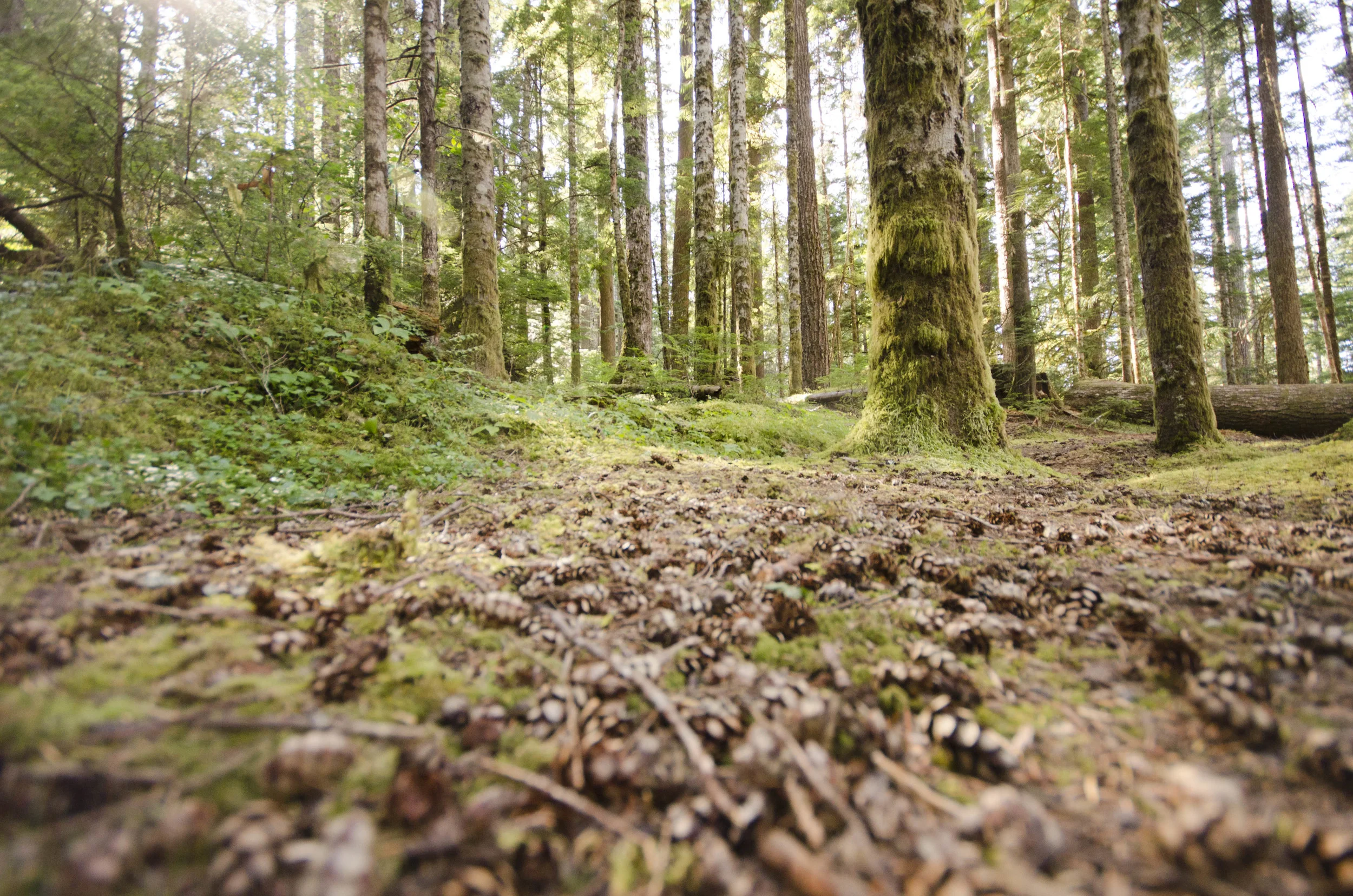 Day 35: 125 miles, 2 ferries, a serious case of deja vu and a magical forest