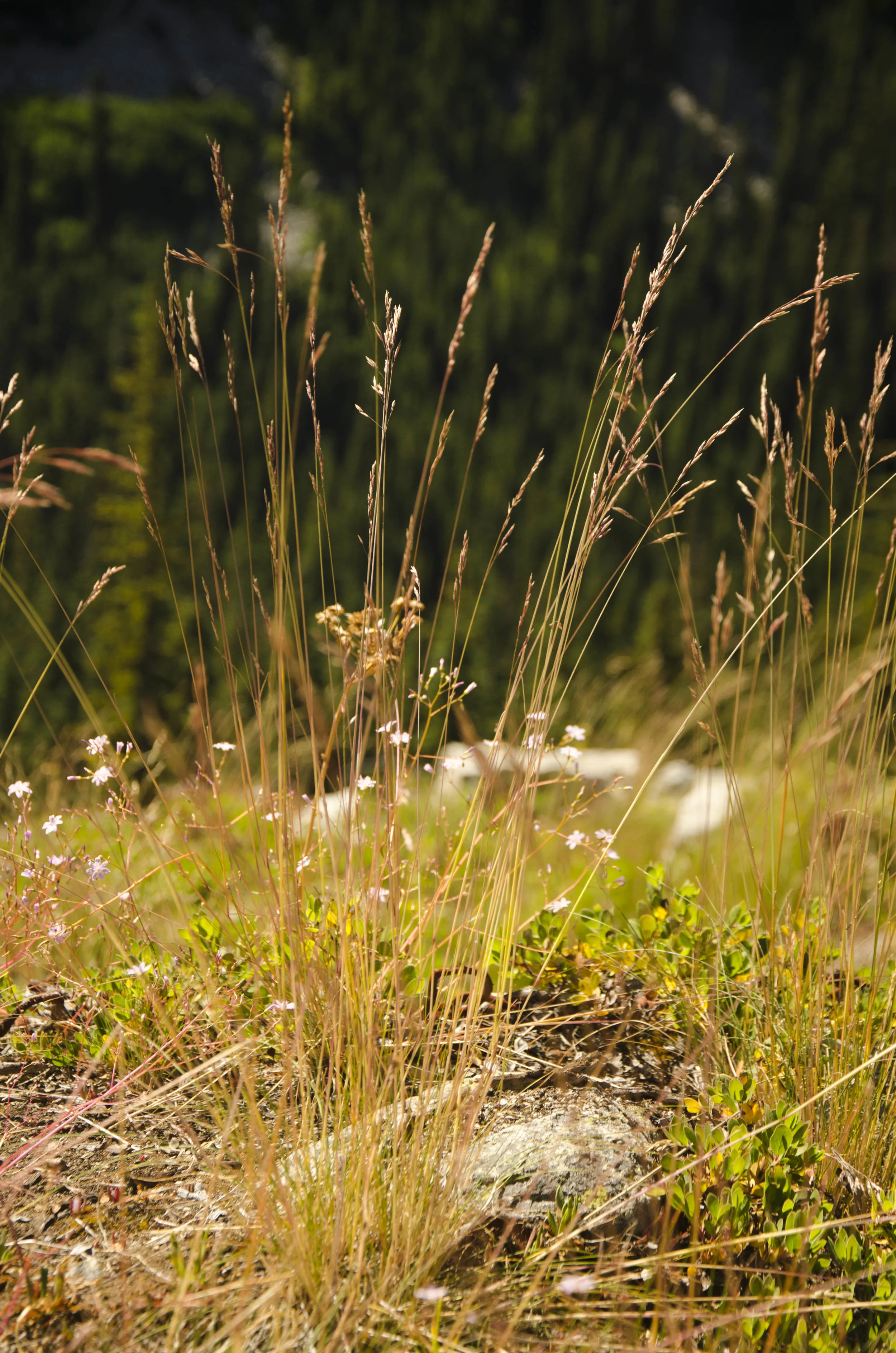 Day 31: 14 miles for vistas and flowers