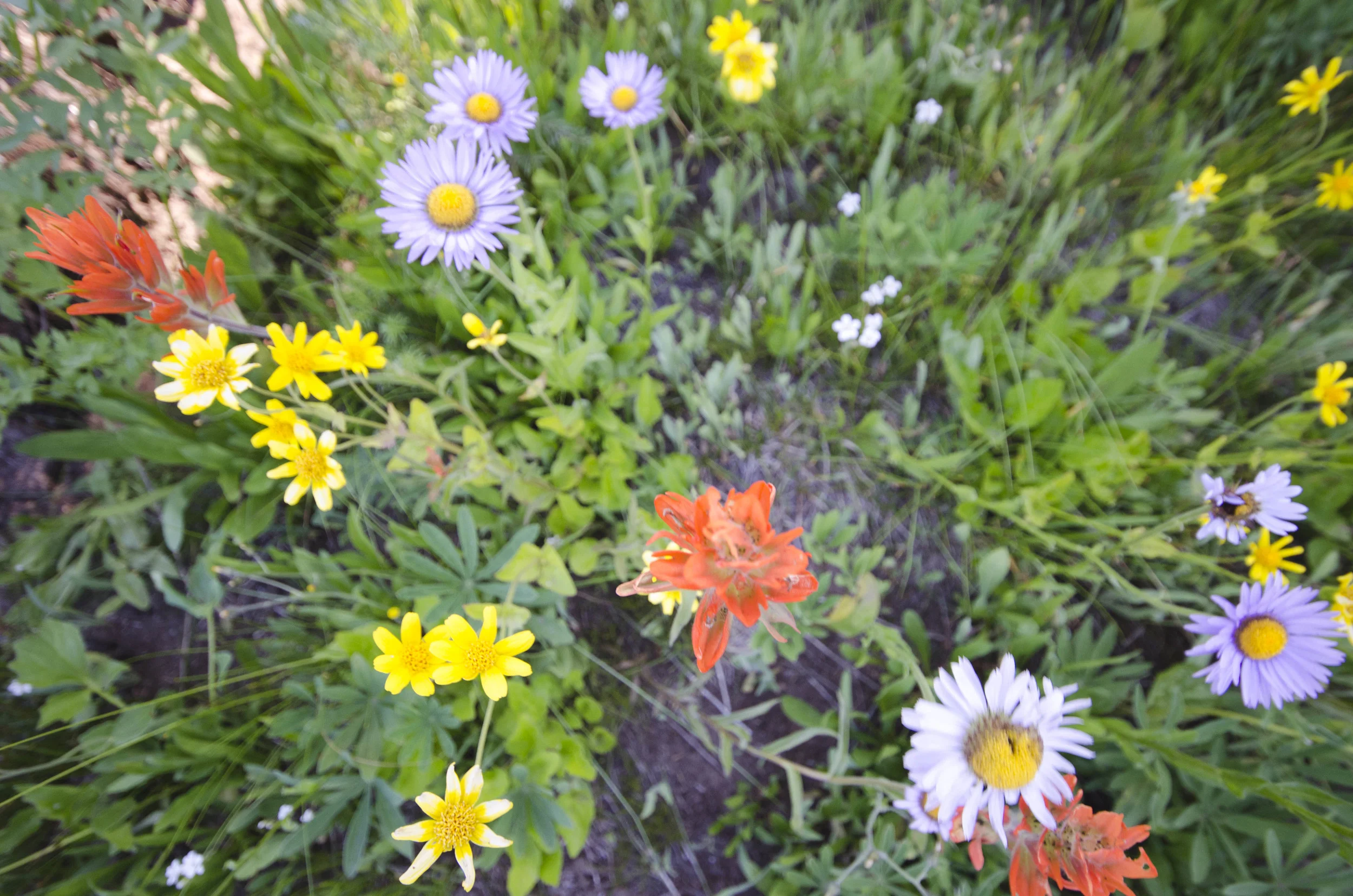 Day 31: 14 miles for vistas and flowers