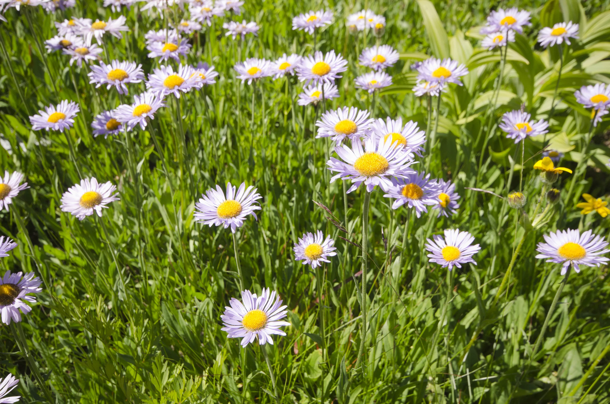 Day 31: 14 miles for vistas and flowers