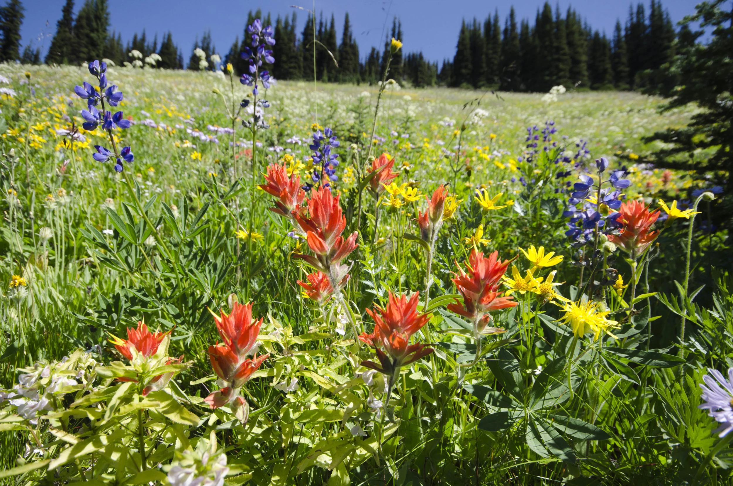 Day 31: 14 miles for vistas and flowers