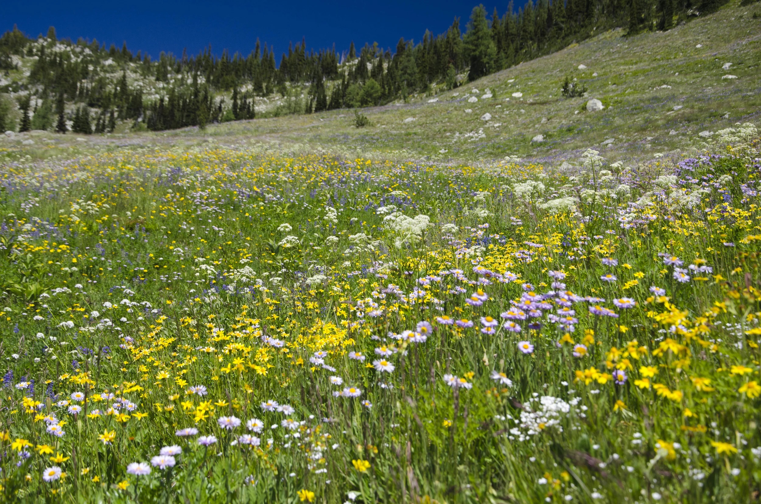 Day 31: 14 miles for vistas and flowers