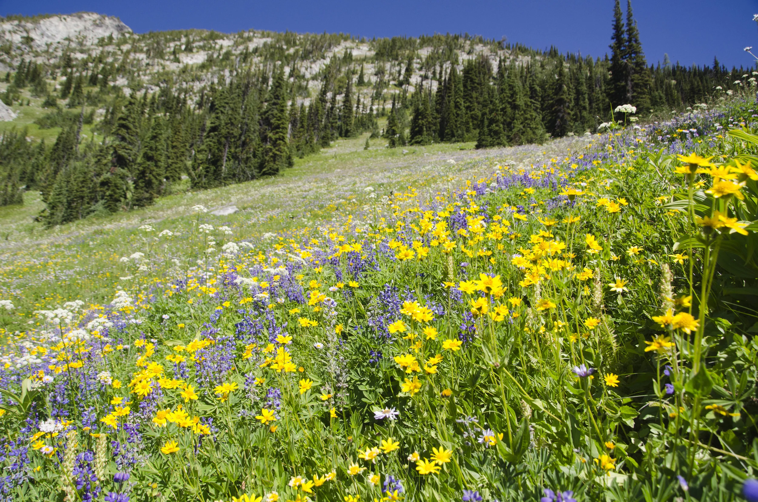 Day 31: 14 miles for vistas and flowers