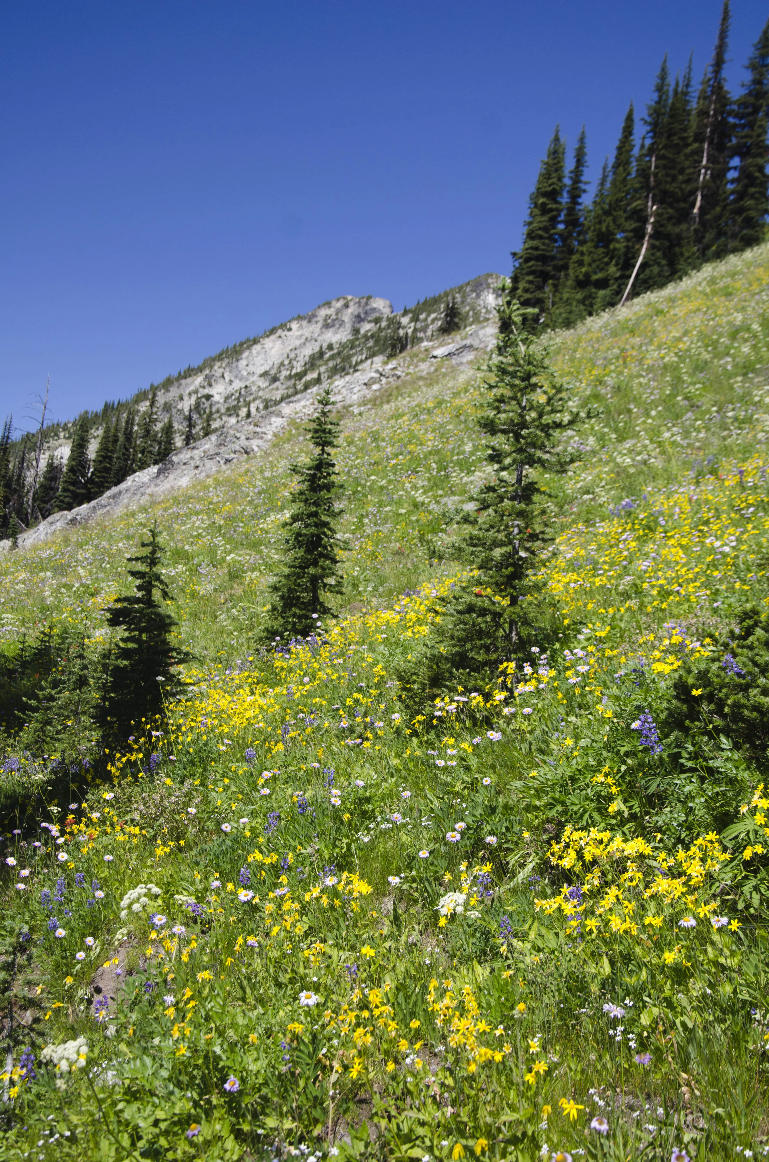 Day 31: 14 miles for vistas and flowers