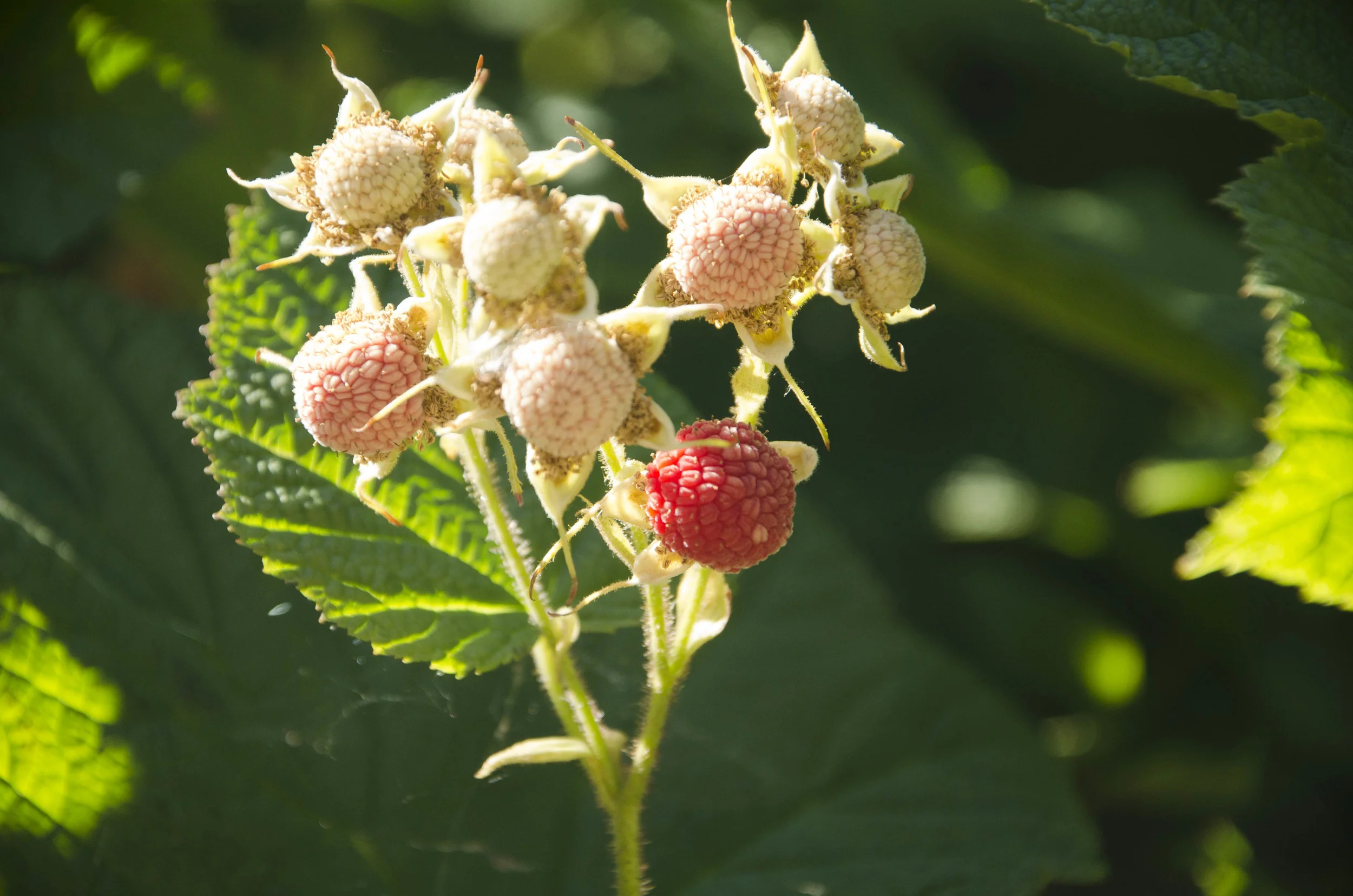 Day 30: Cars, boats, buses and boots