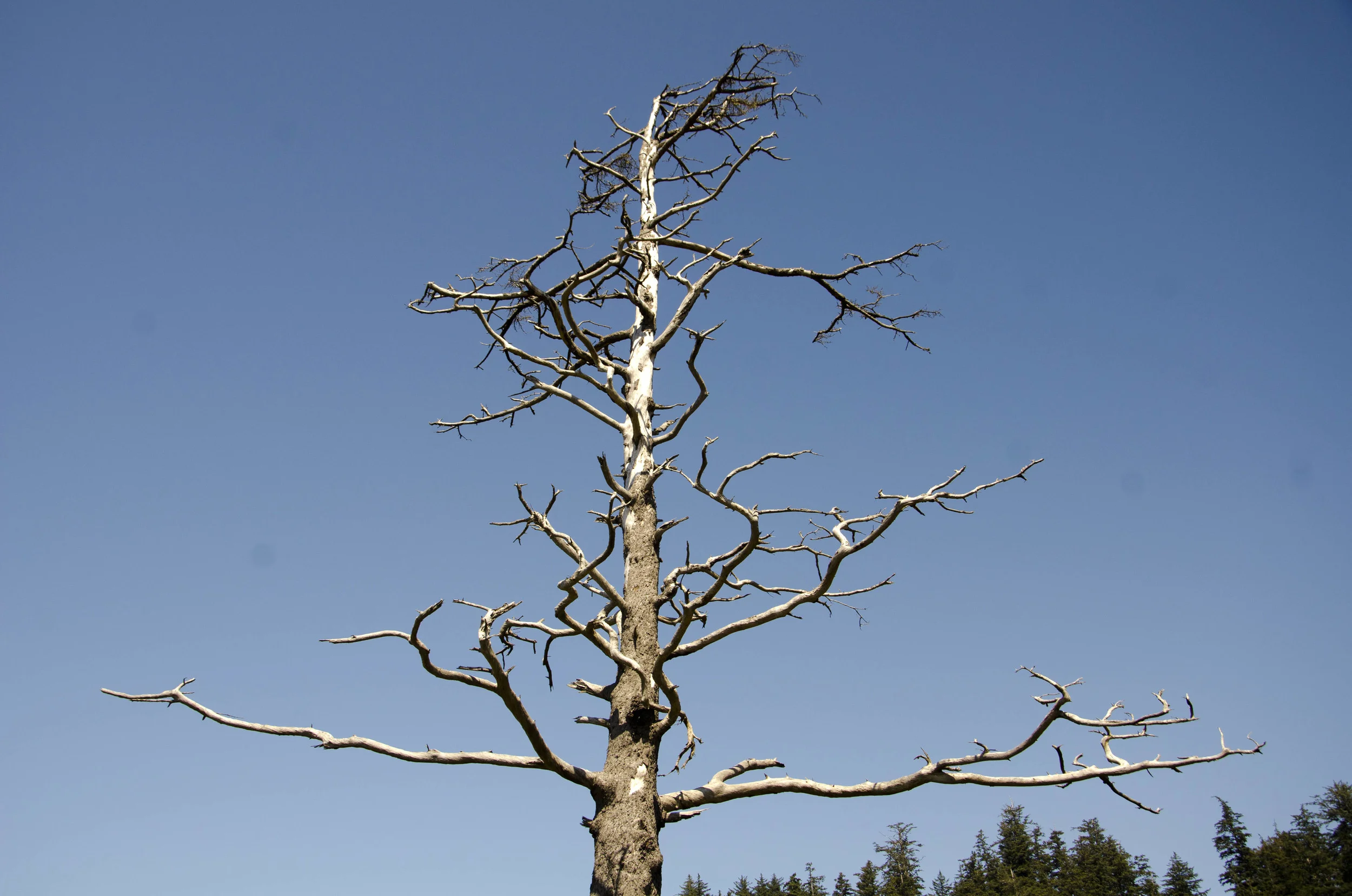 Day 26: The Pacific Ocean!