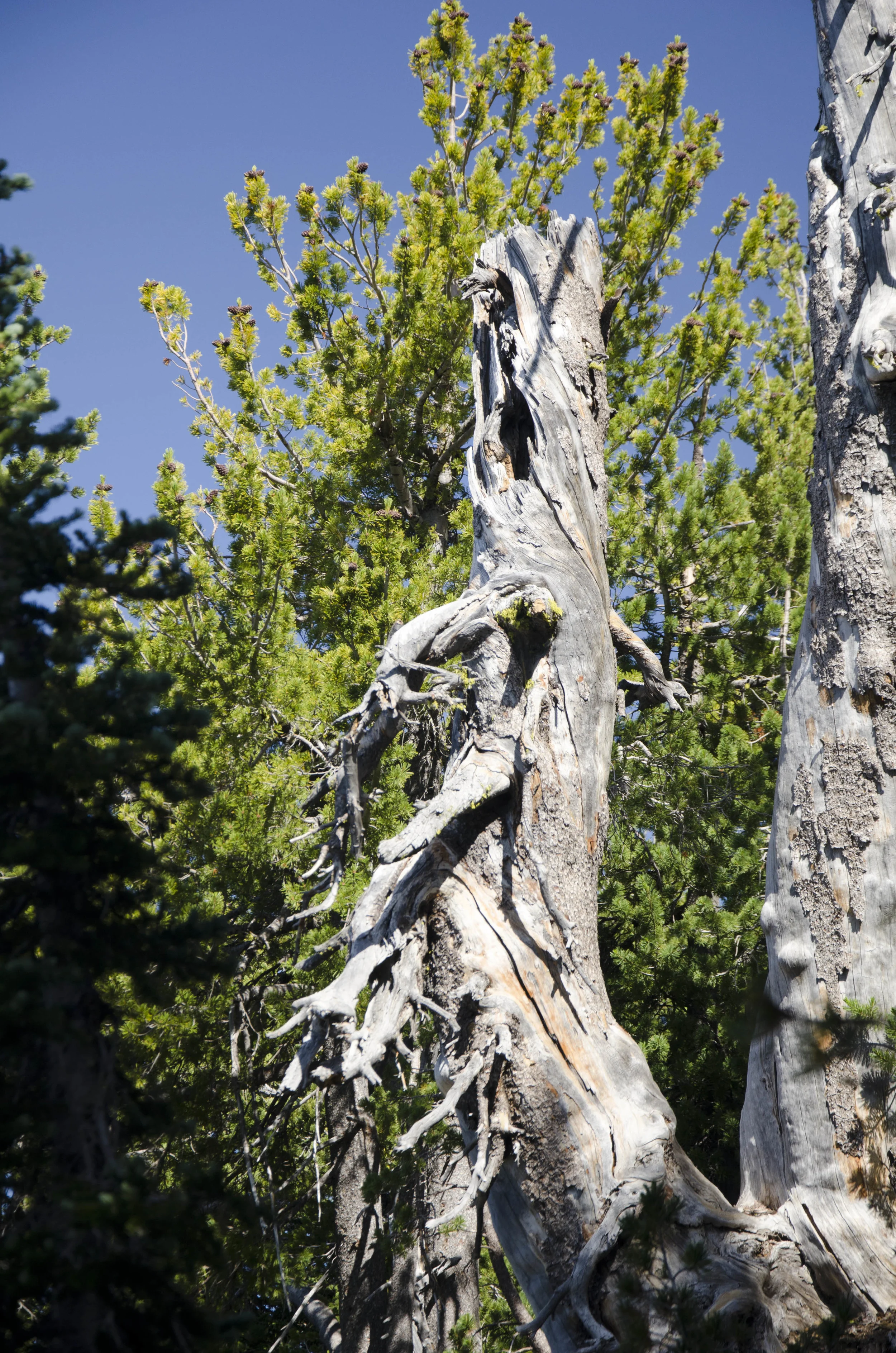 Day 22: Our boys' first summit