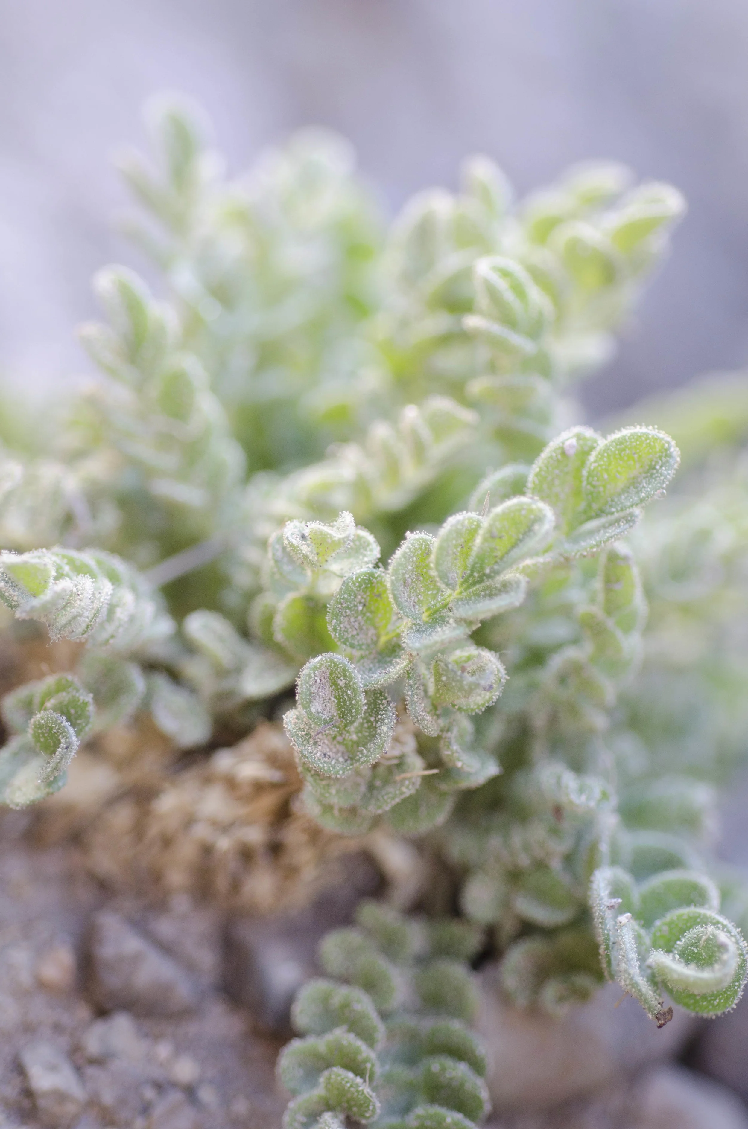 Day 22: Our boys' first summit