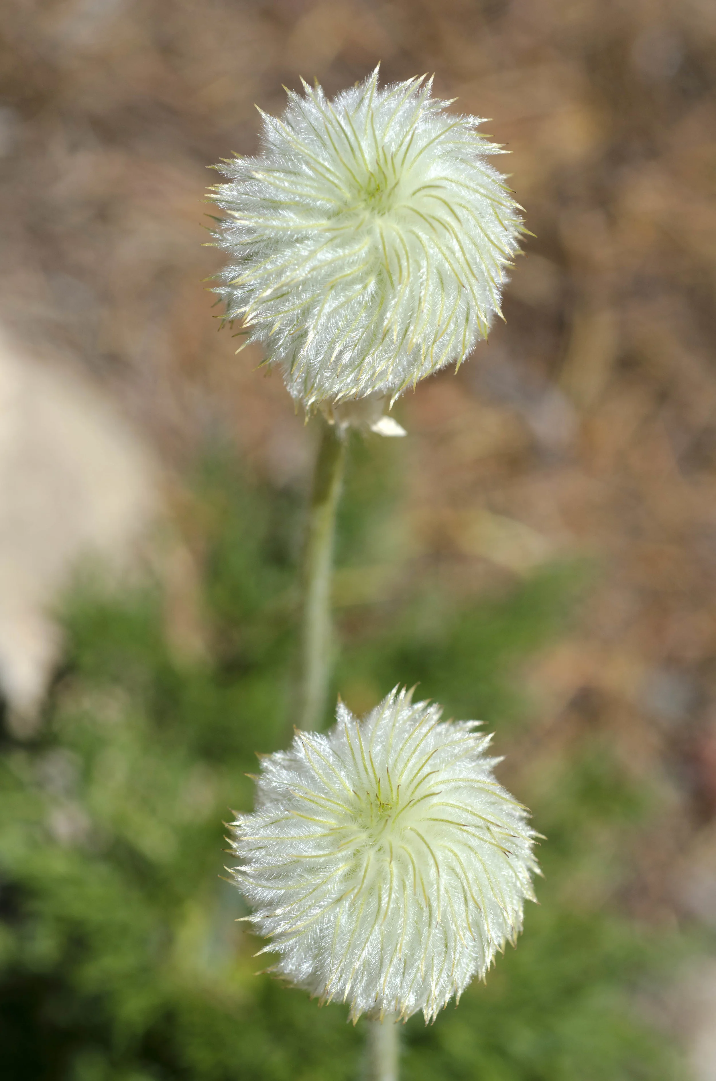Day 22: Our boys' first summit