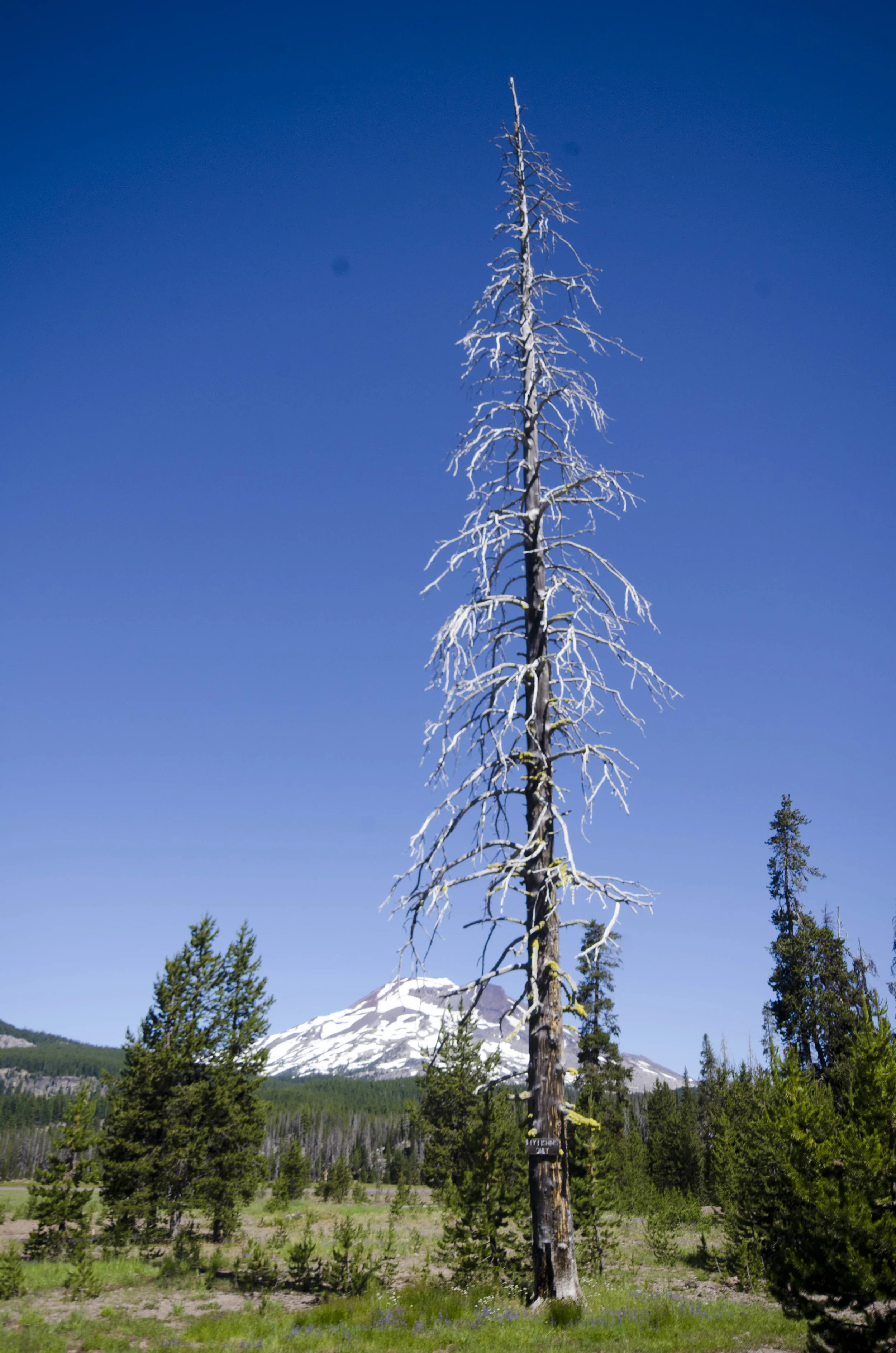 Day 13: Sparks Lake hike