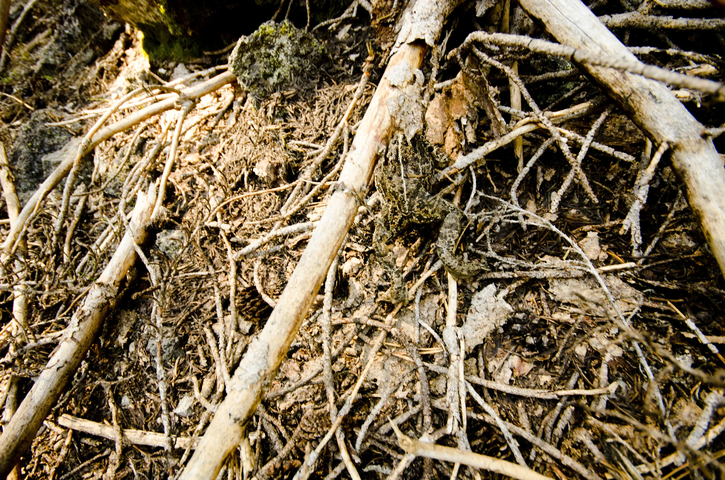 Day 13: Sparks Lake hike