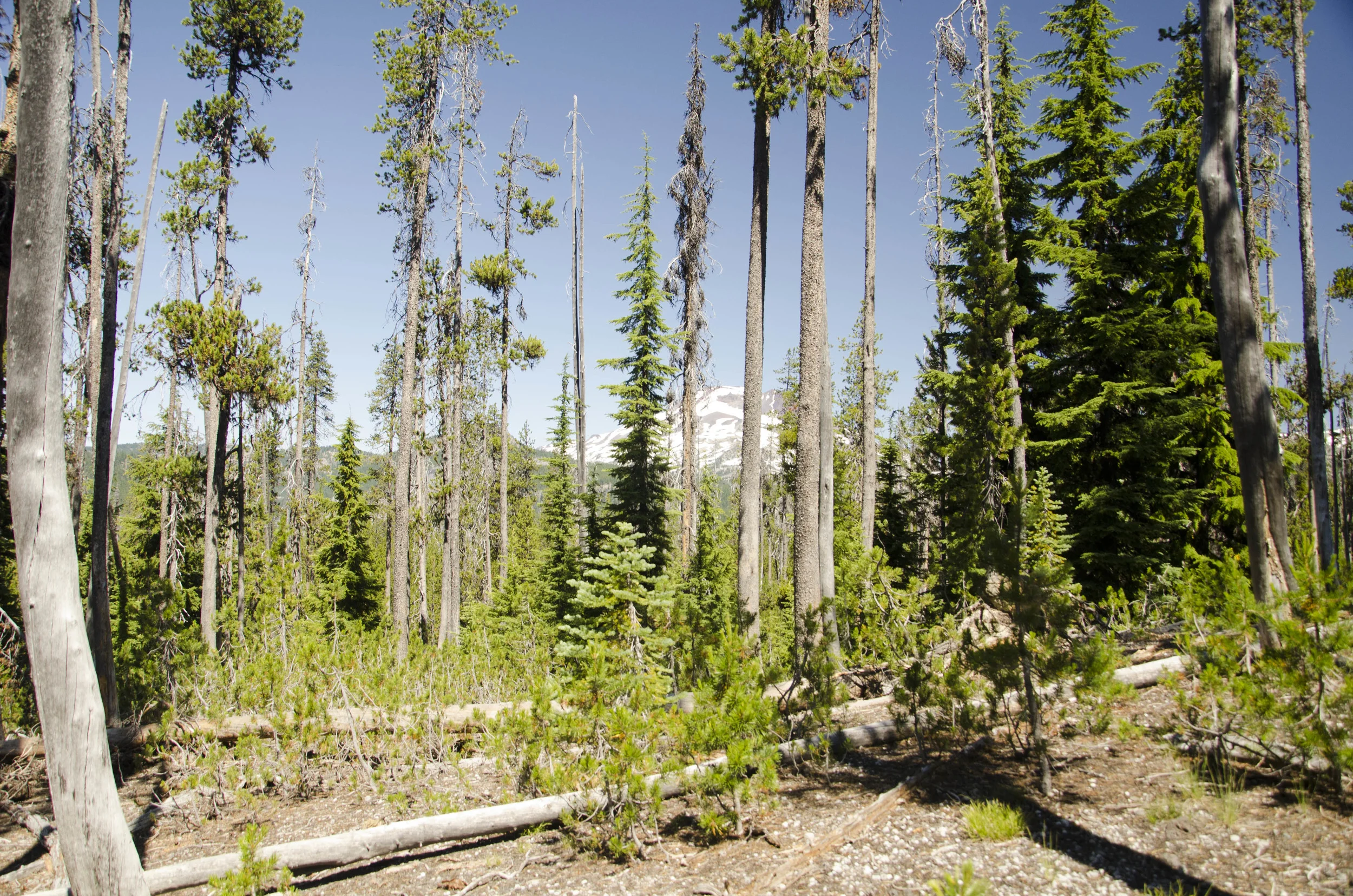 Day 13: Sparks Lake hike