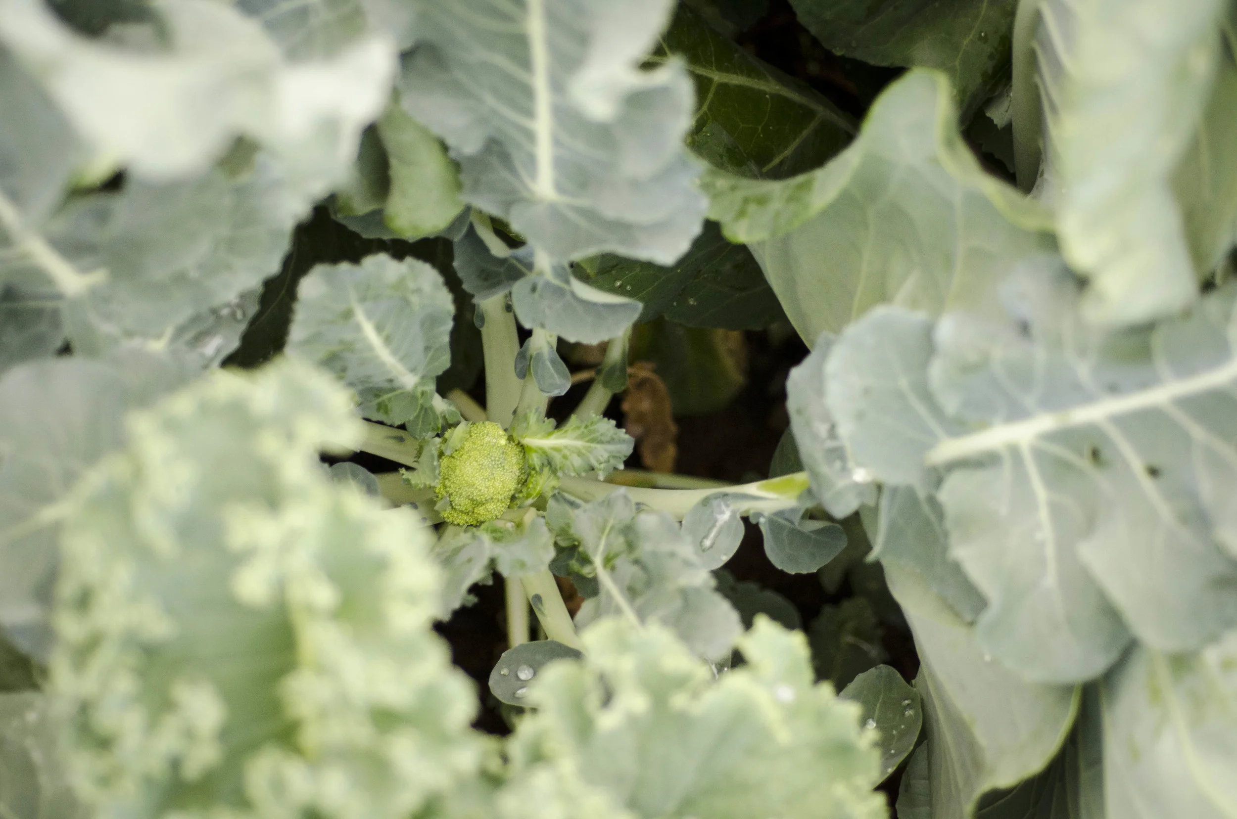 Day 8: The land that I fell in love with... oh, Idaho