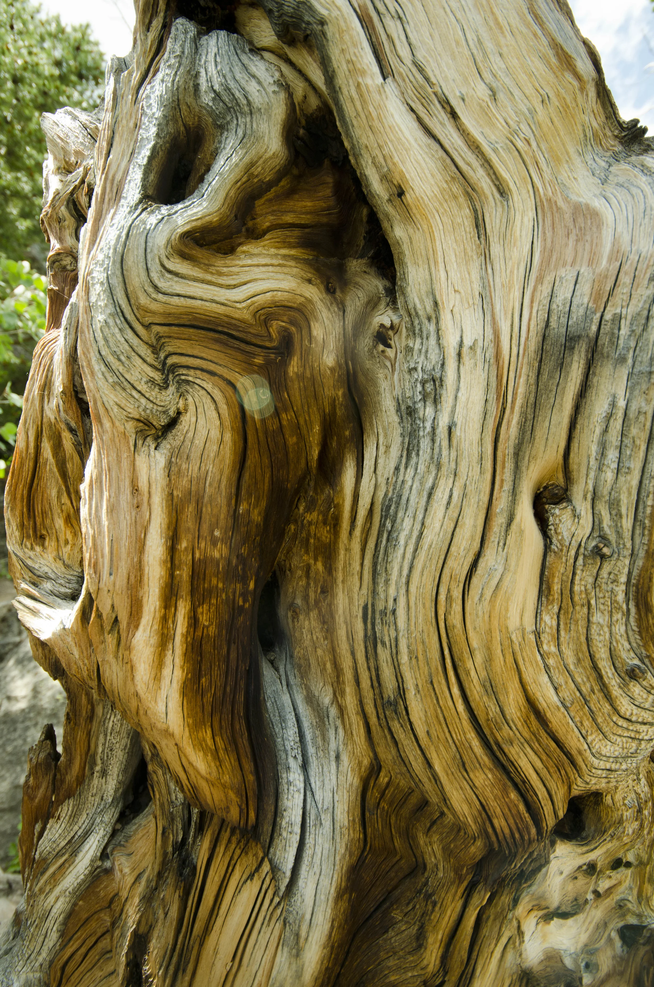 Day 6: Hiking in the Rockies, take 2