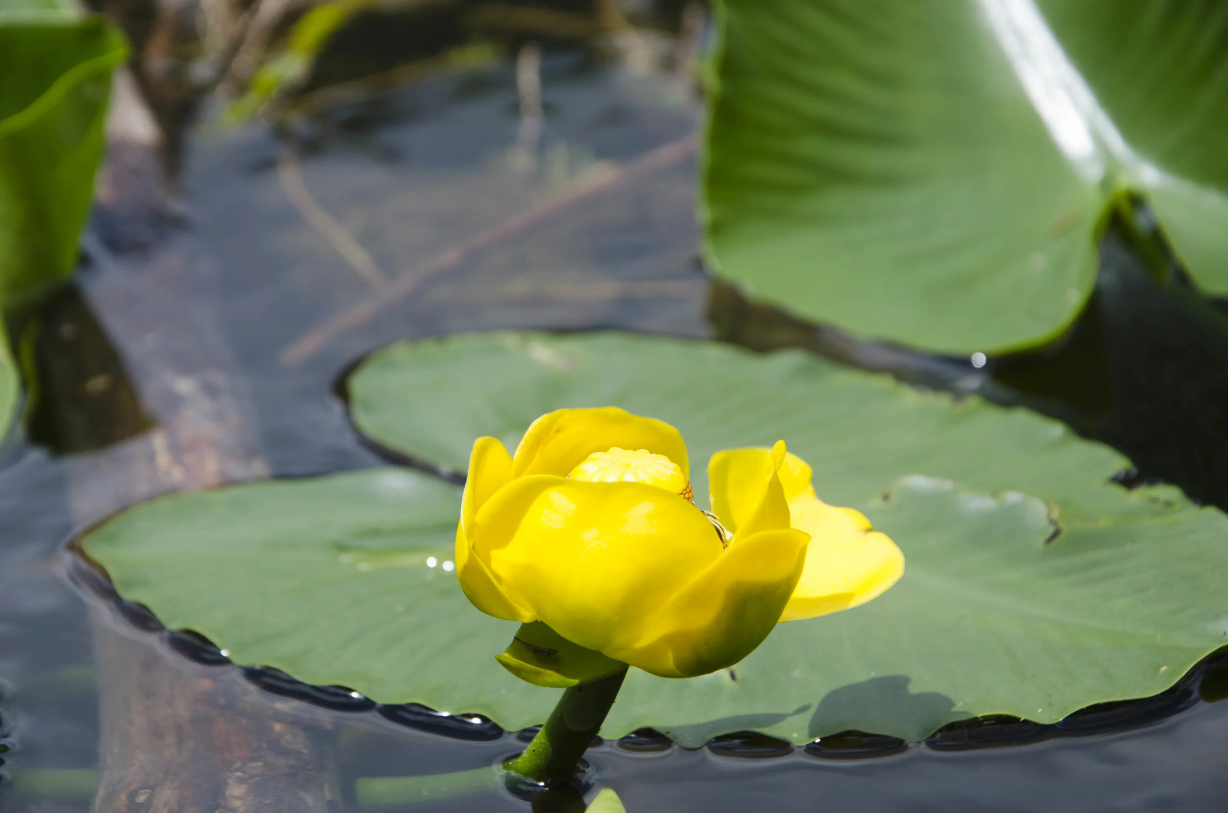 Day 6: Hiking in the Rockies, take 2