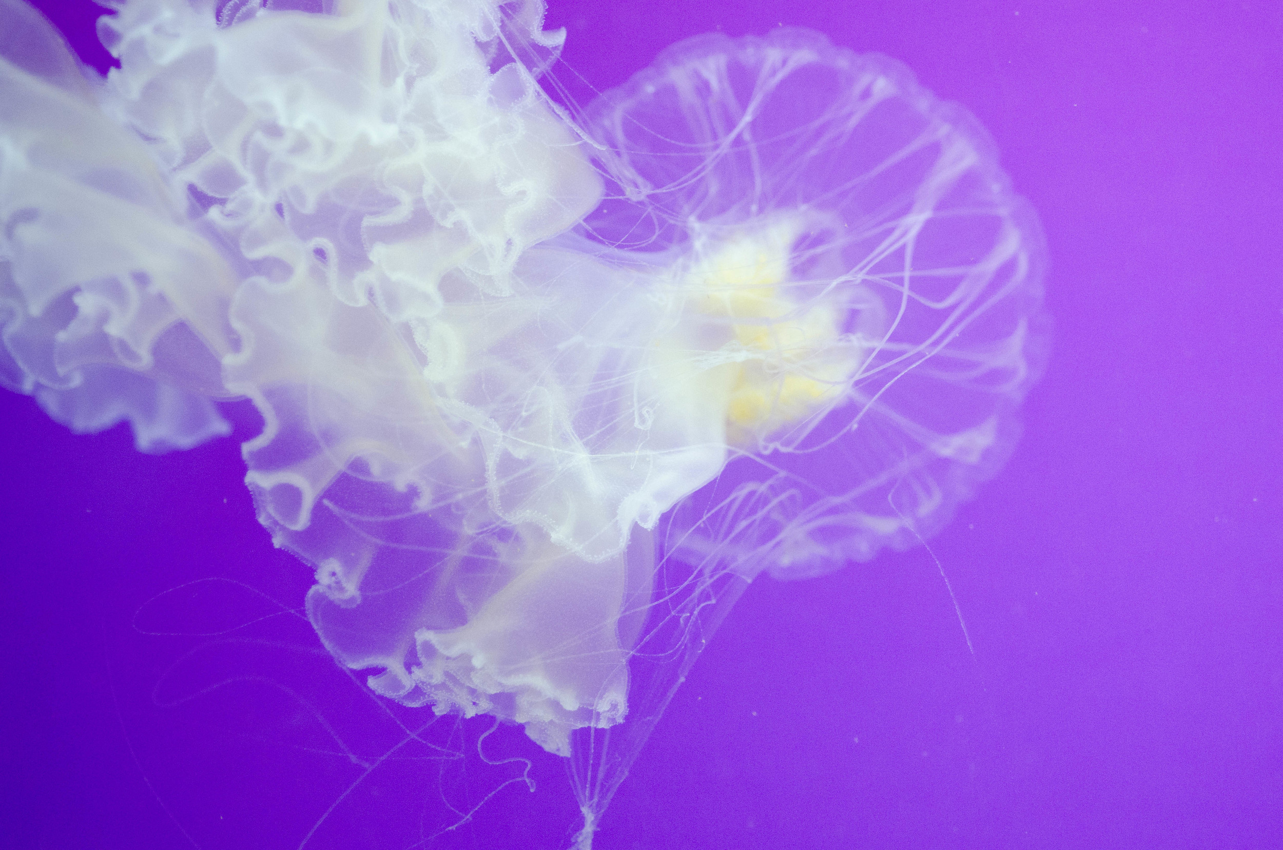 Jellies