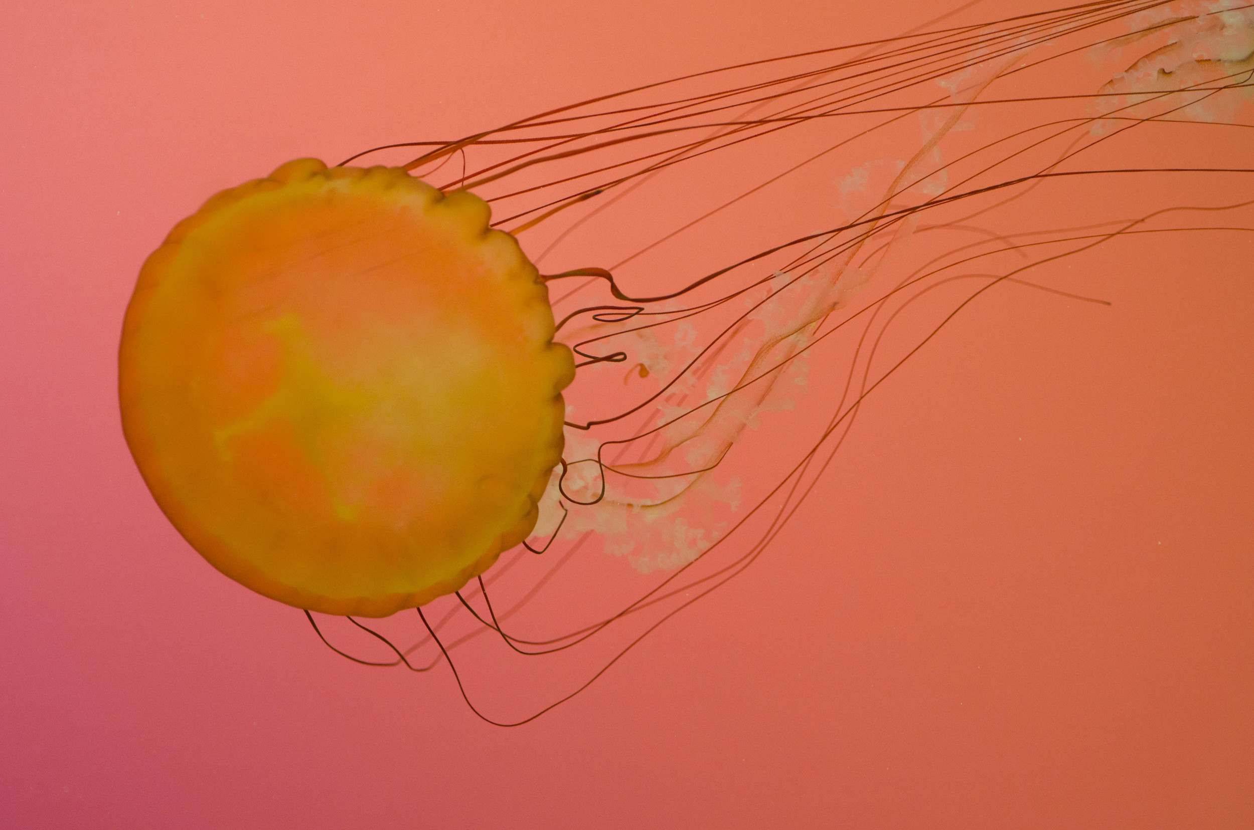 Jellies