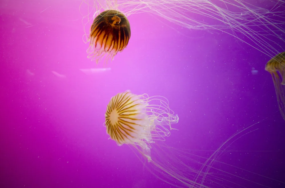 Jellies