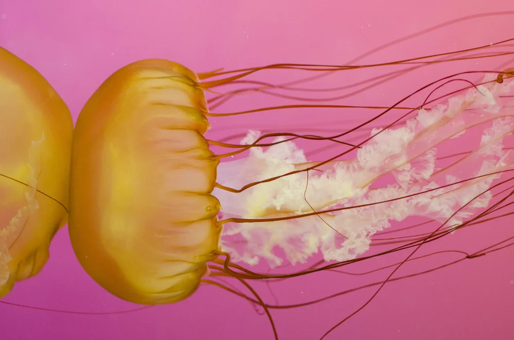 Jellies