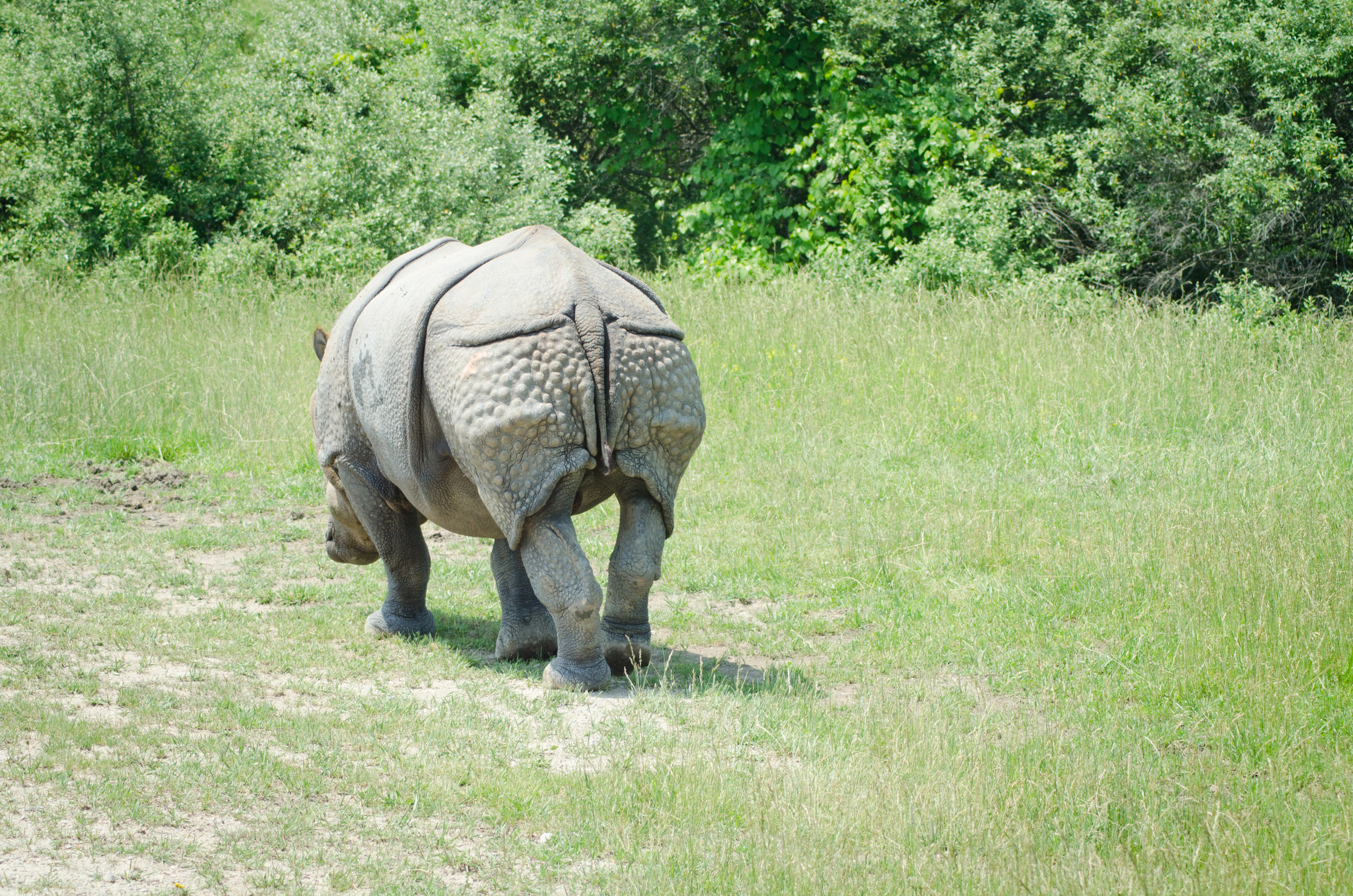 Rhinos, Persian Onagers and Sichuan Takins - oh my!