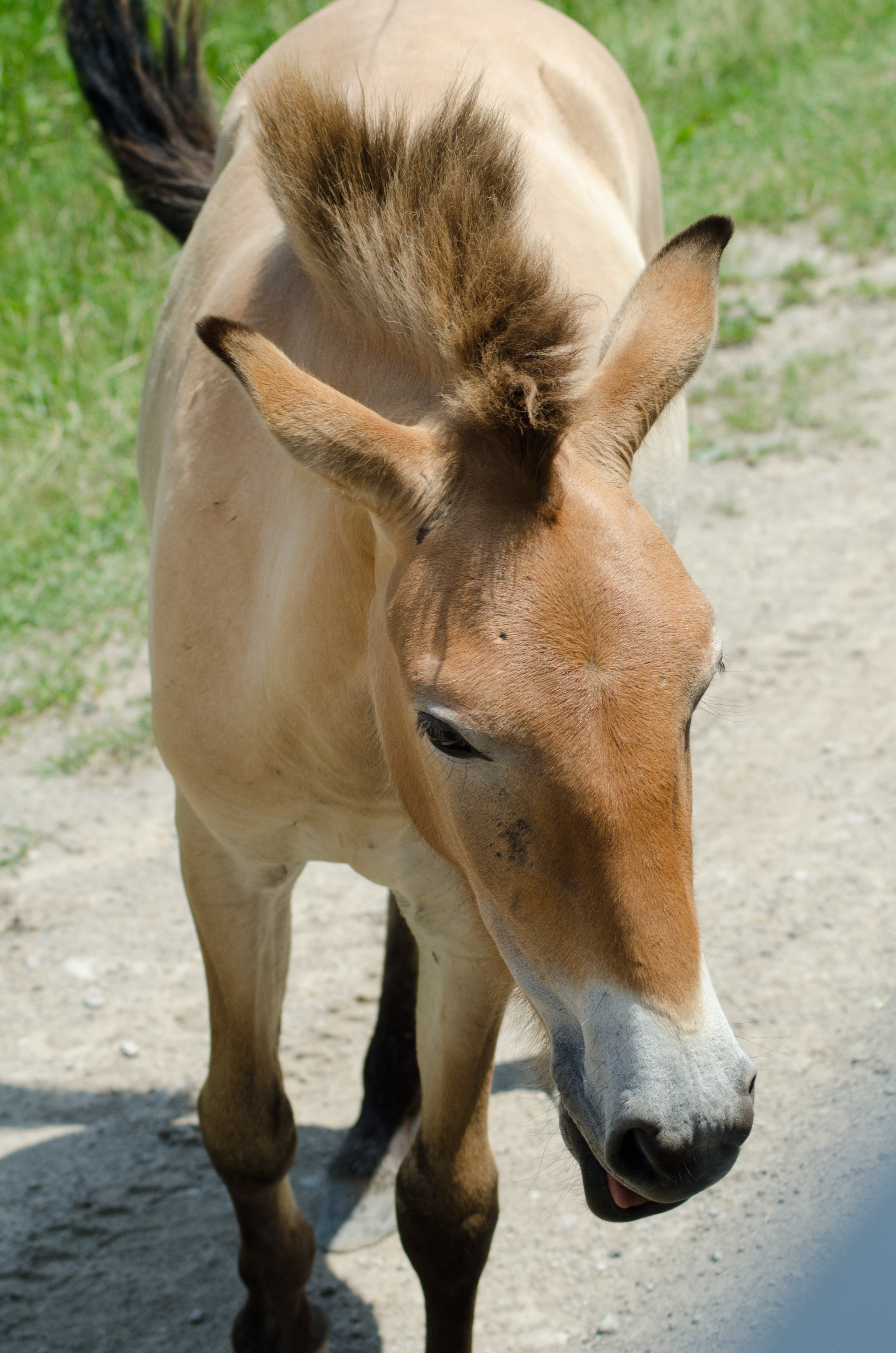 Rhinos, Persian Onagers and Sichuan Takins - oh my!