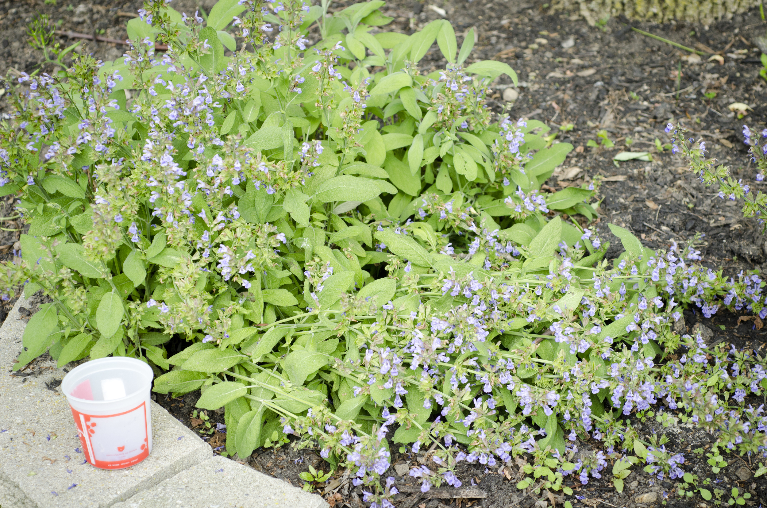 Sage Blossom Syrup