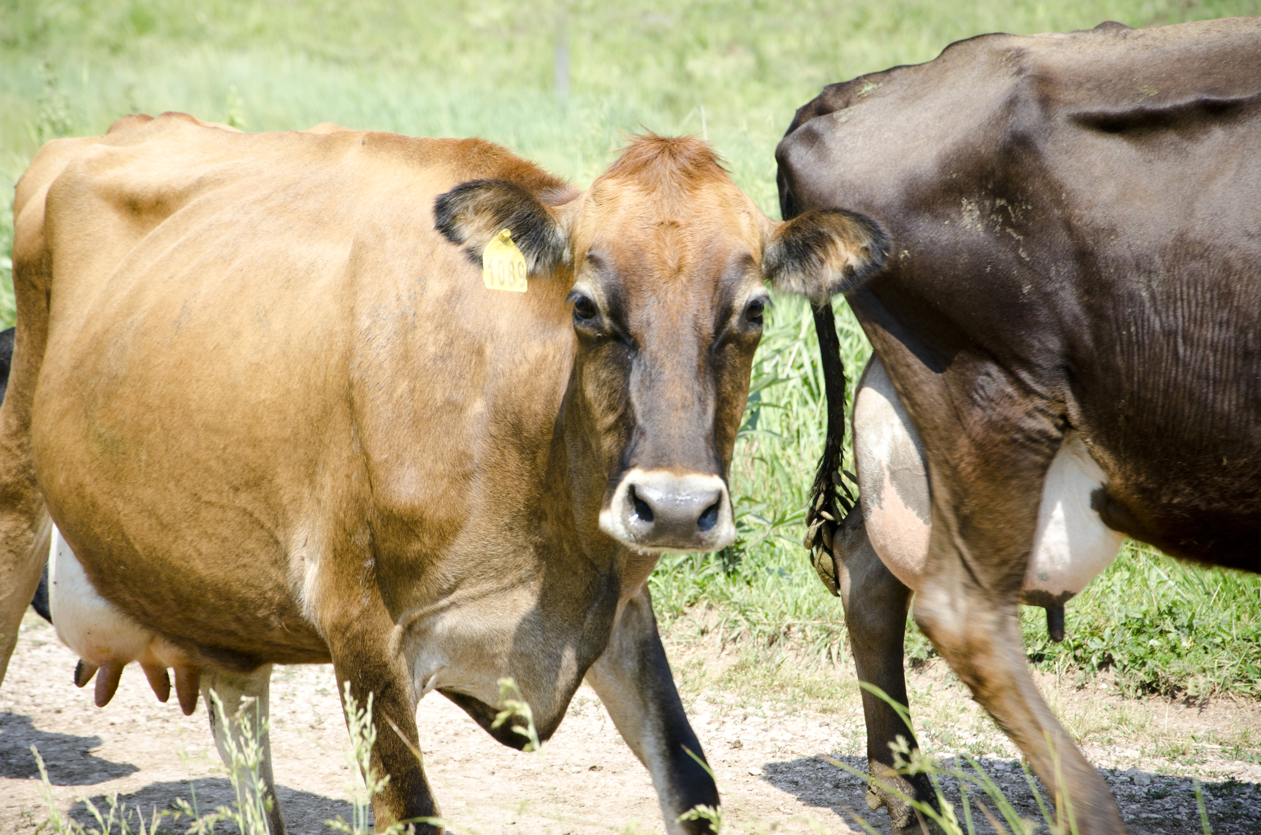 Happy cows live at Snowville Creamery.