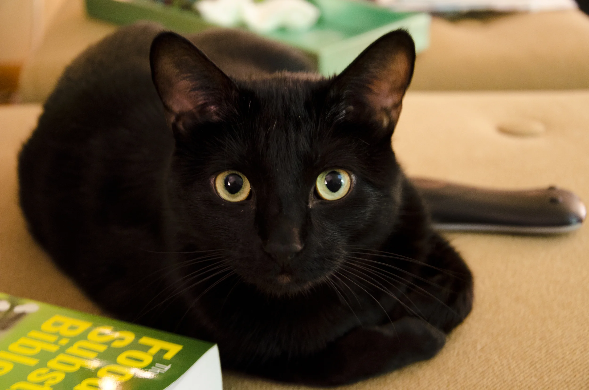 Your year needs a little of The Evil, right?