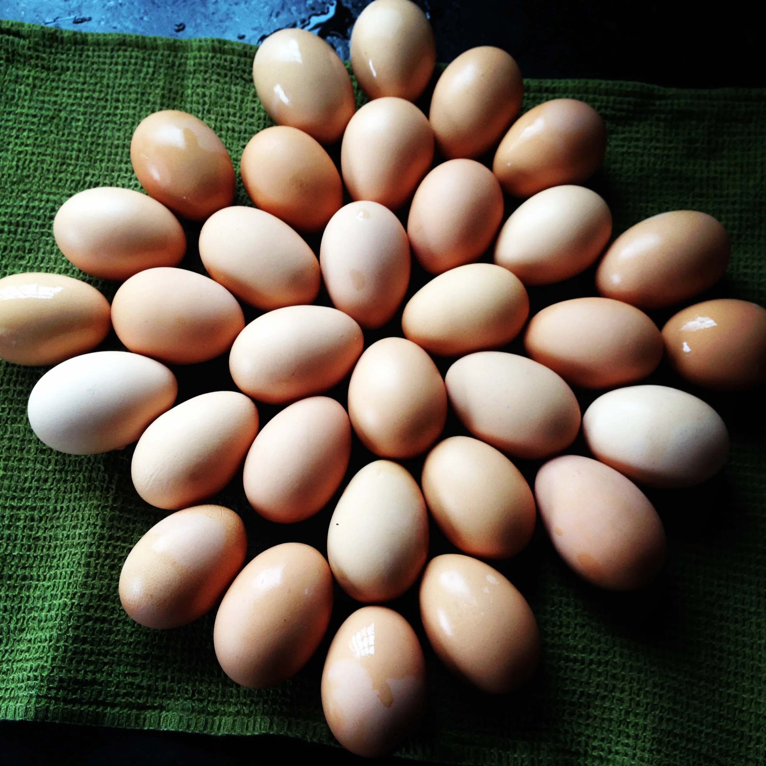 Eggs_in_circle.jpeg