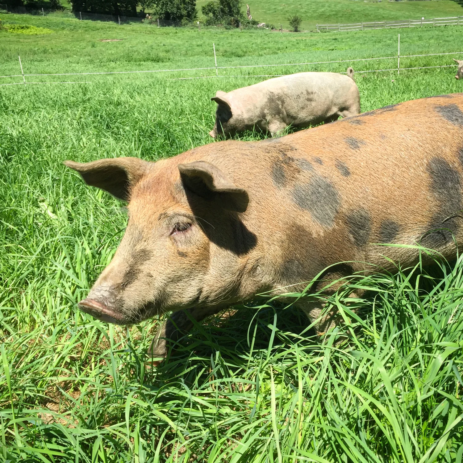 Pig_in_Pasture.jpeg