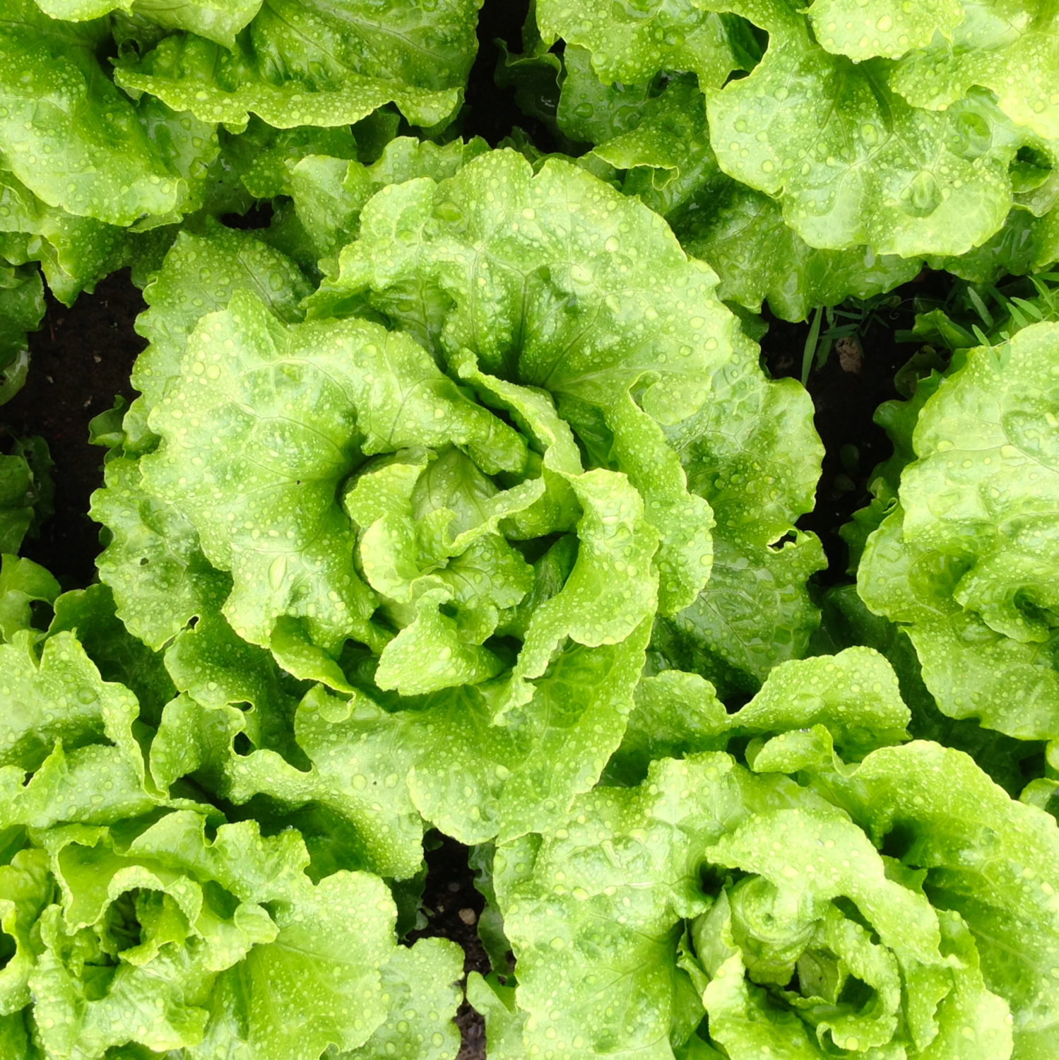 Lettuce_Square.jpeg
