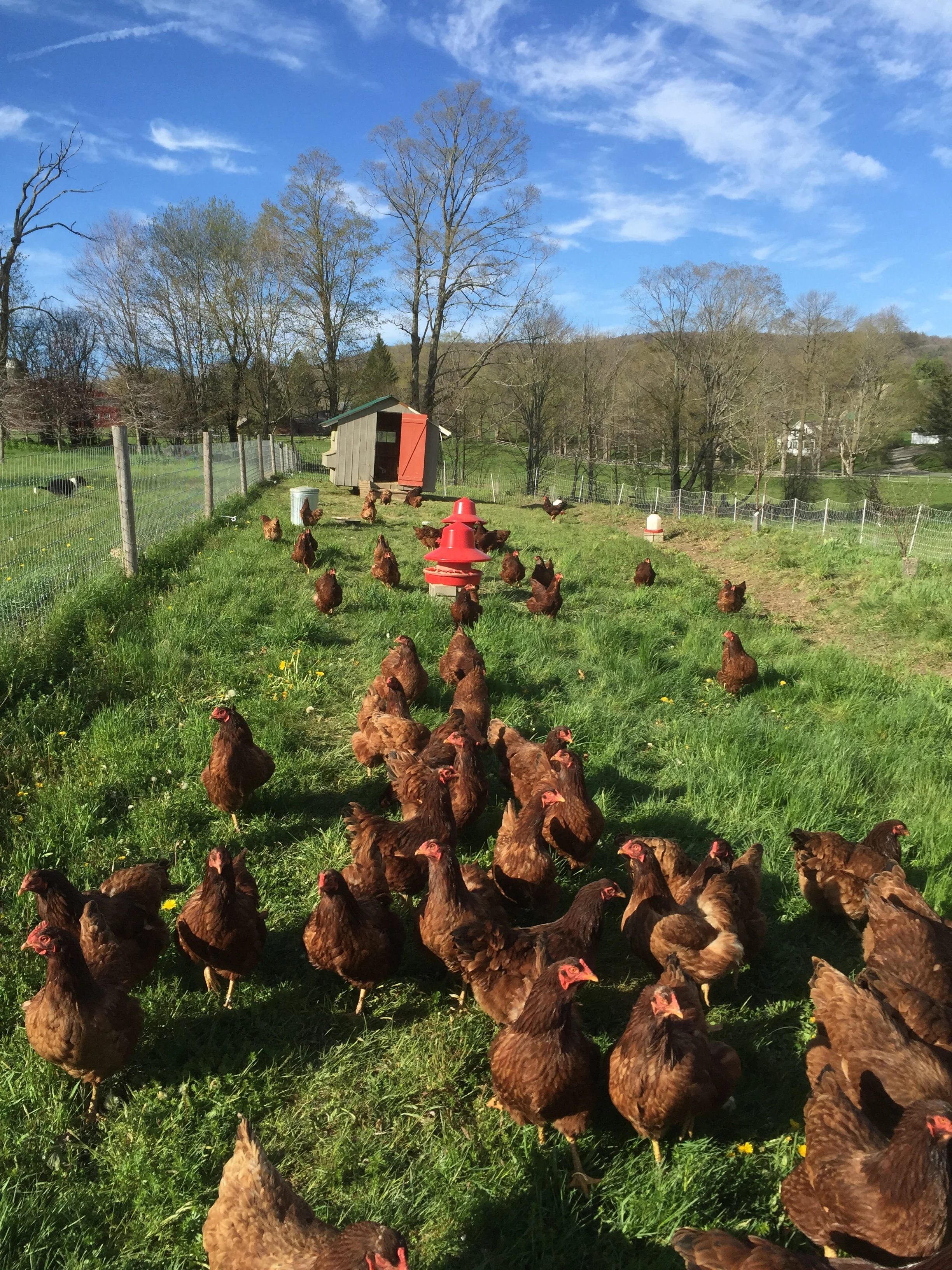 Our heritage Buckeye chickens foraging on pasture.