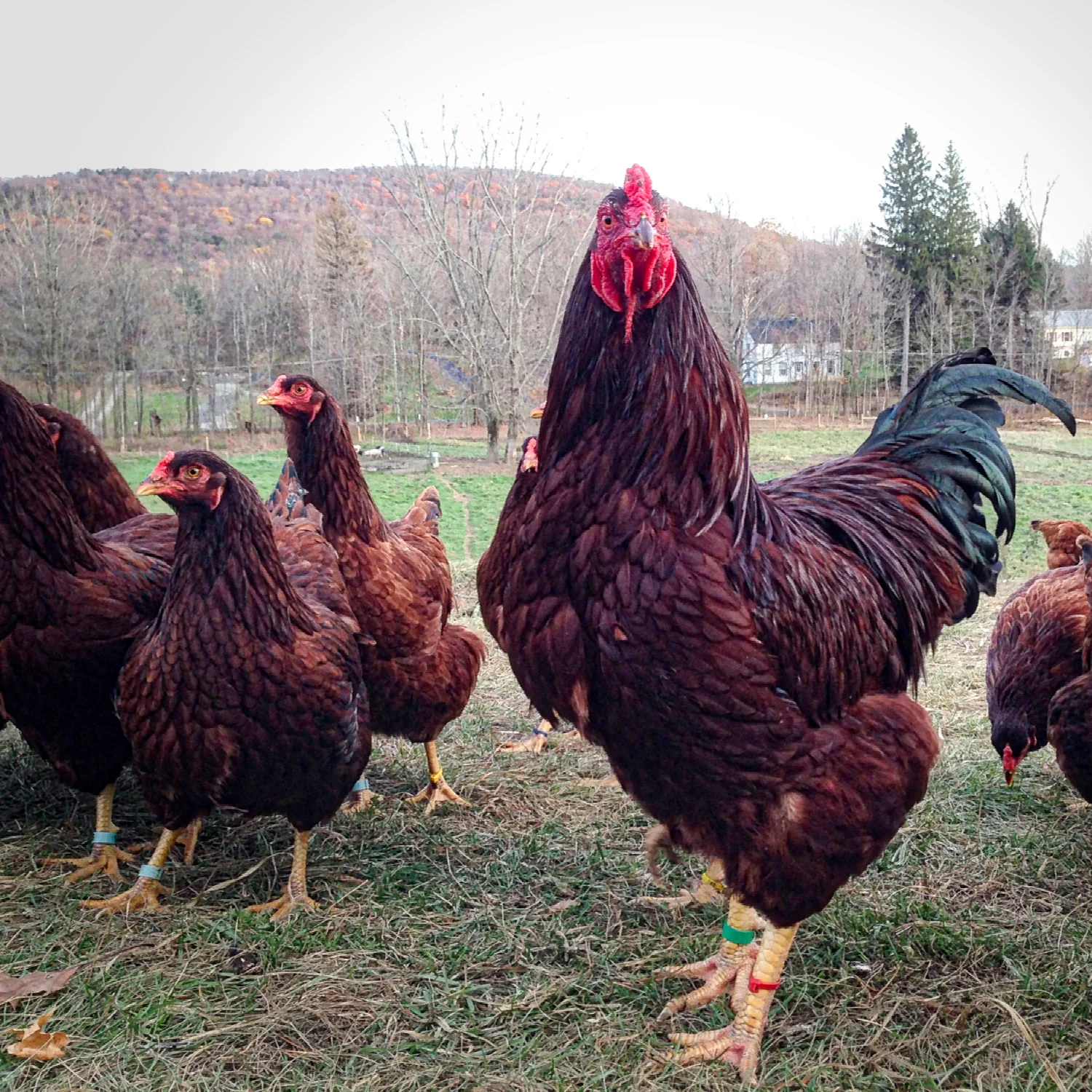 A Buckeye rooster keeps close watch over his hens. Heritage poultry can naturally reproduce—unlike their commercial counterparts.