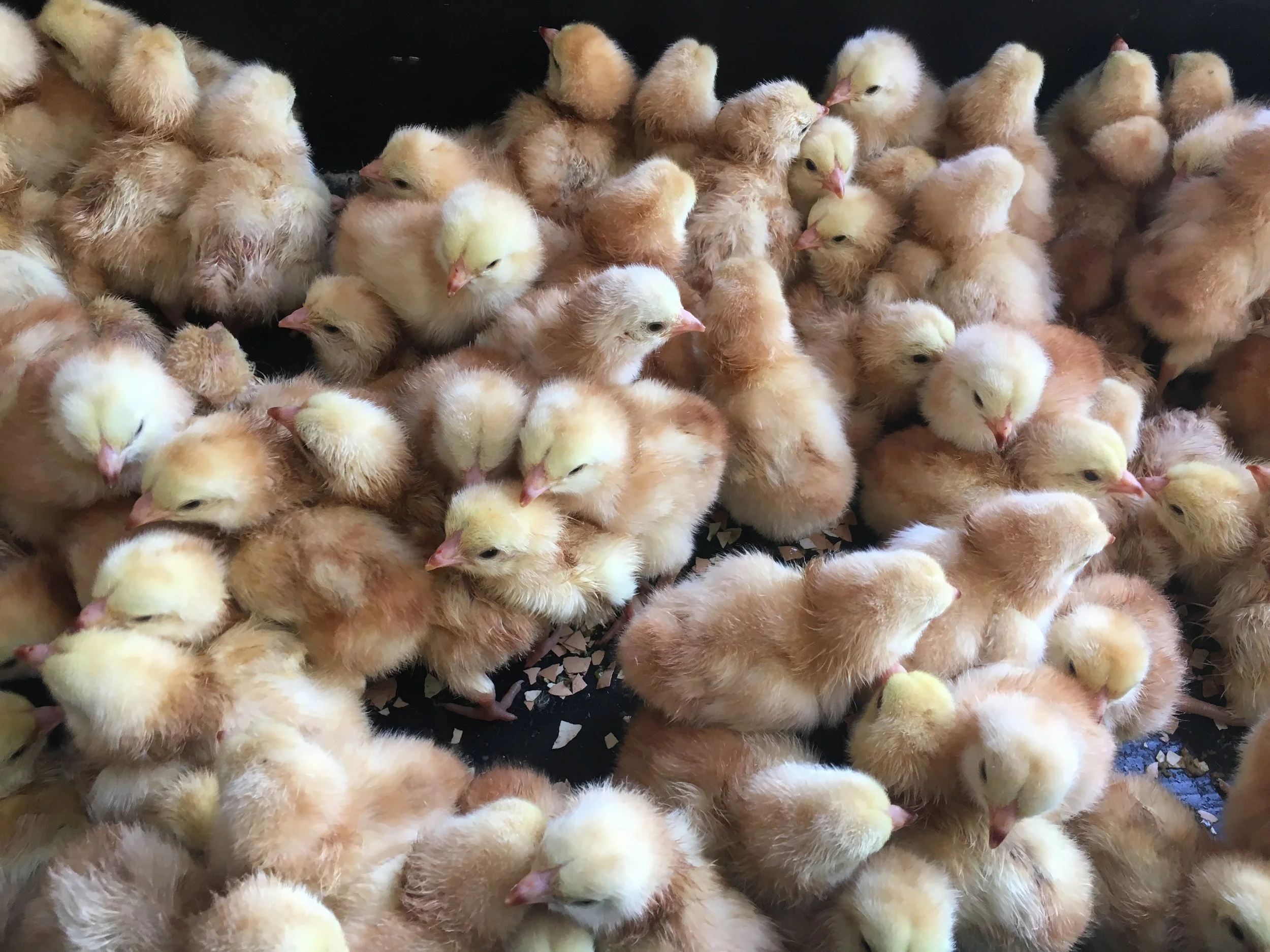 Chick mosh pit