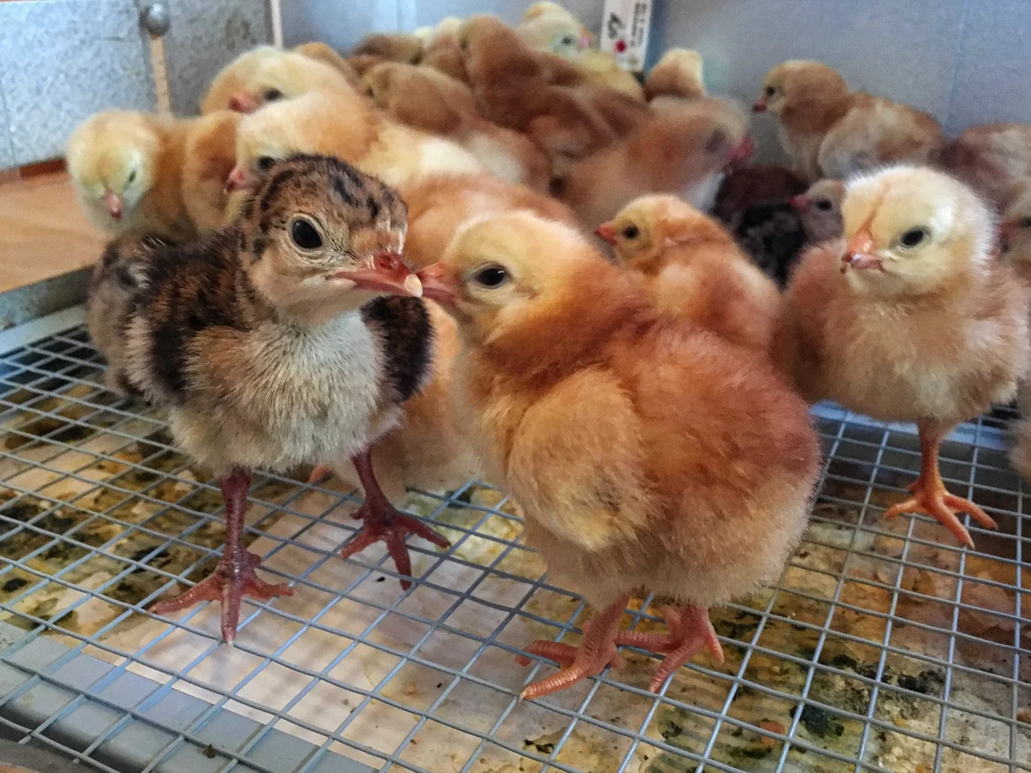 Chicks and poults sharing a brooder
