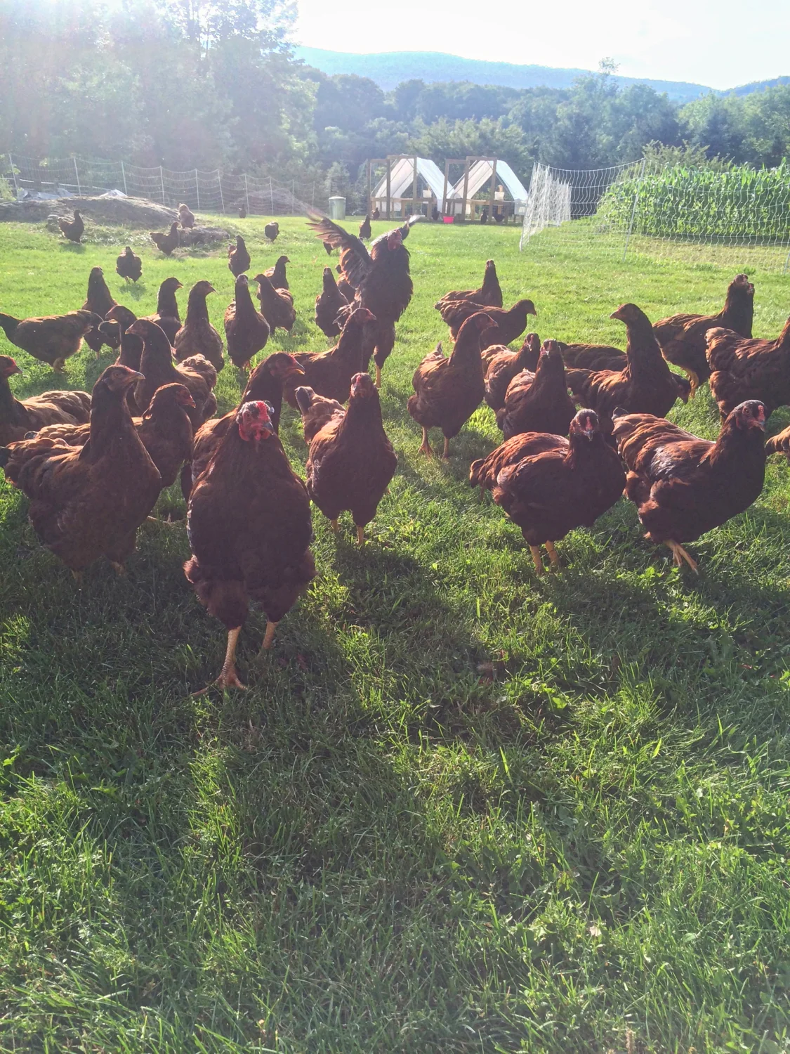 Buckeyes enjoying morning sun