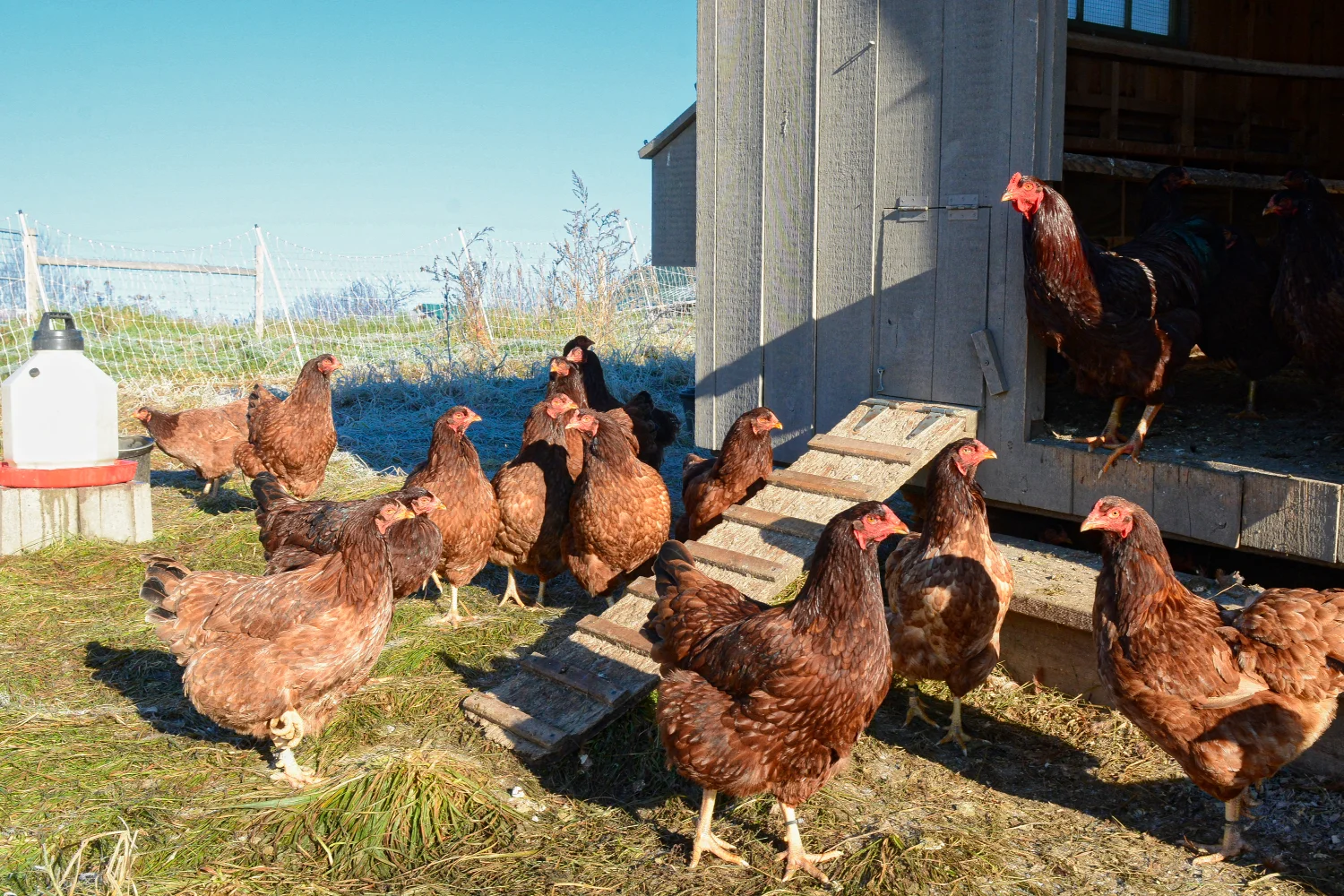 Rooster & hens in mobile house